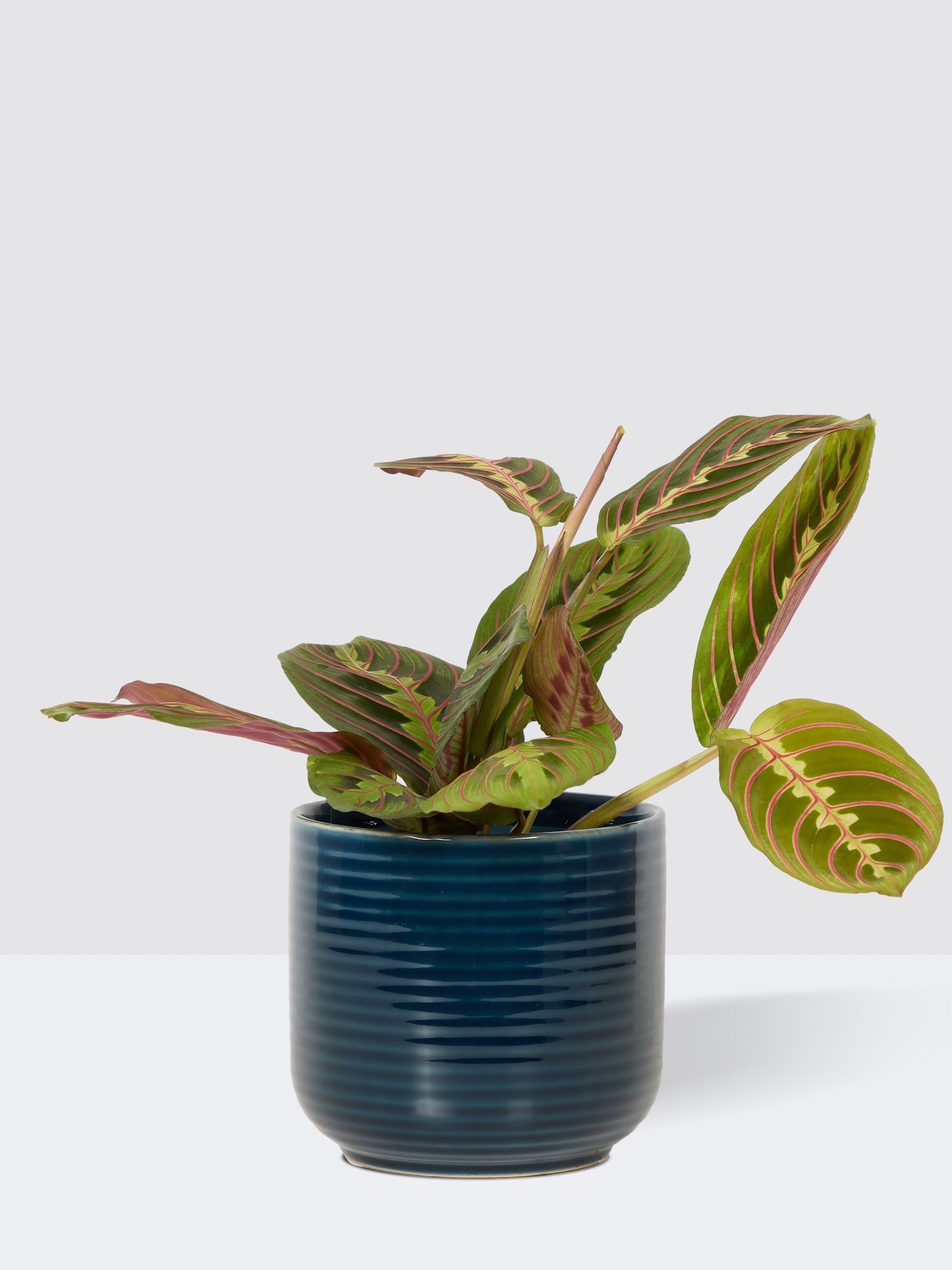 PATCH Blue Jane Prayer Plant In Ceramic Glazed Pot - Image 3 of 4