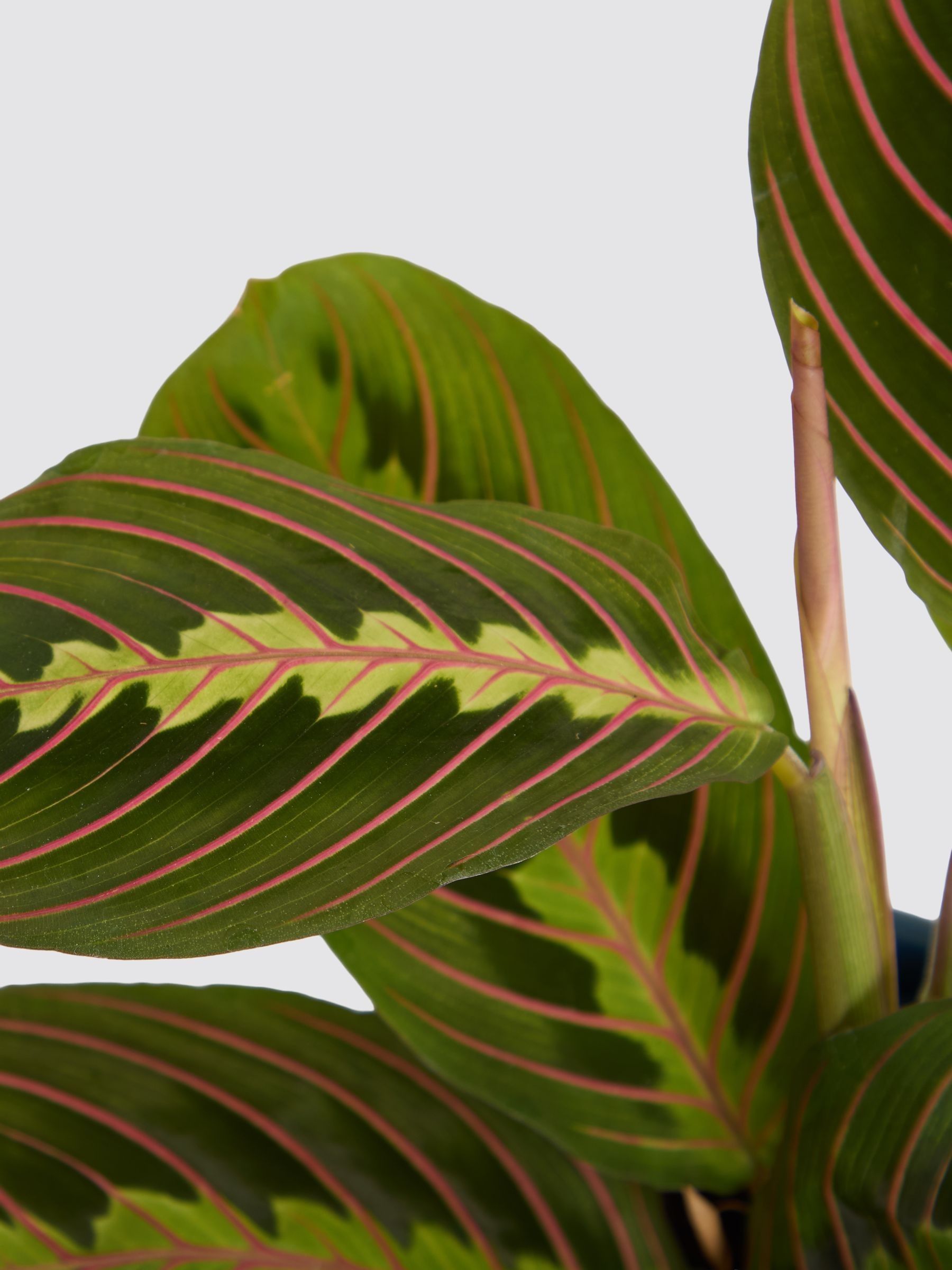 PATCH Blue Jane Prayer Plant In Ceramic Glazed Pot - Image 4 of 4