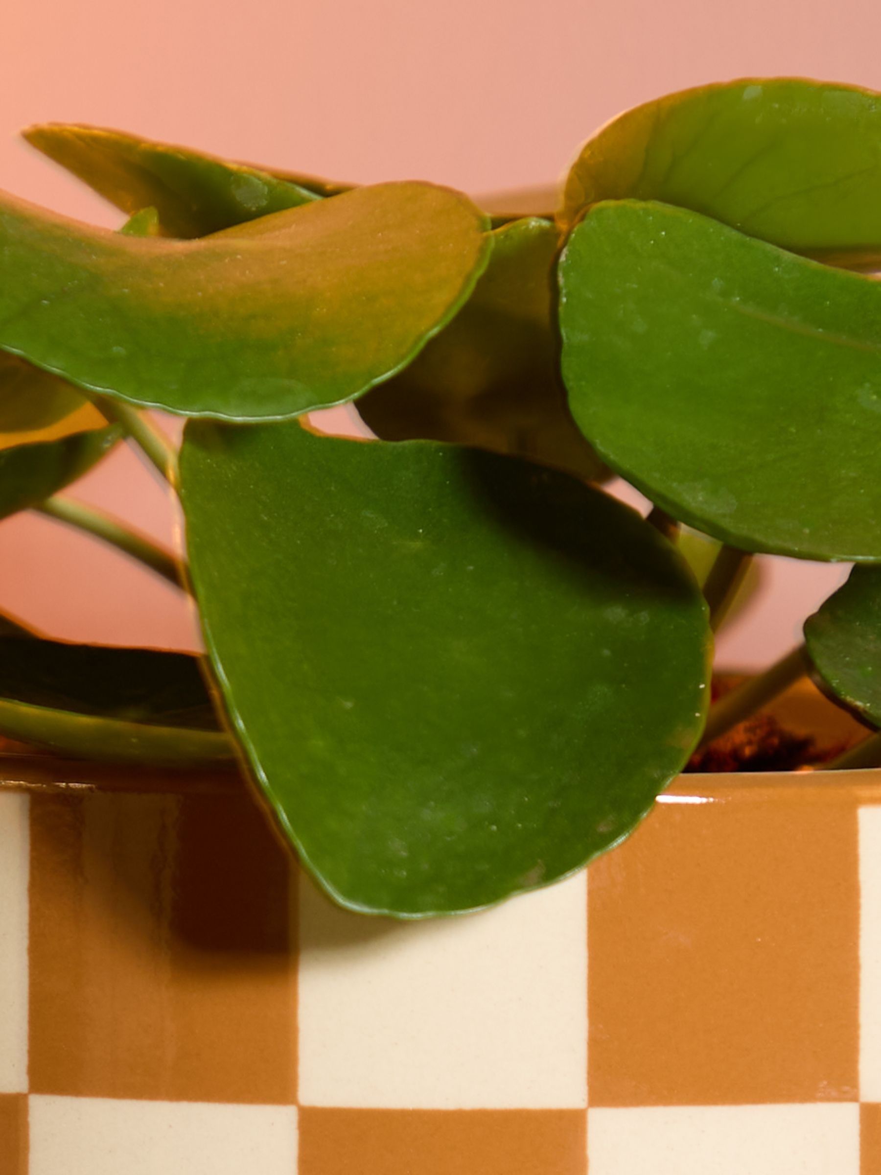 PATCH Brown Penny Chinese Money Plant In 'Chess' Pot - Image 2 of 4