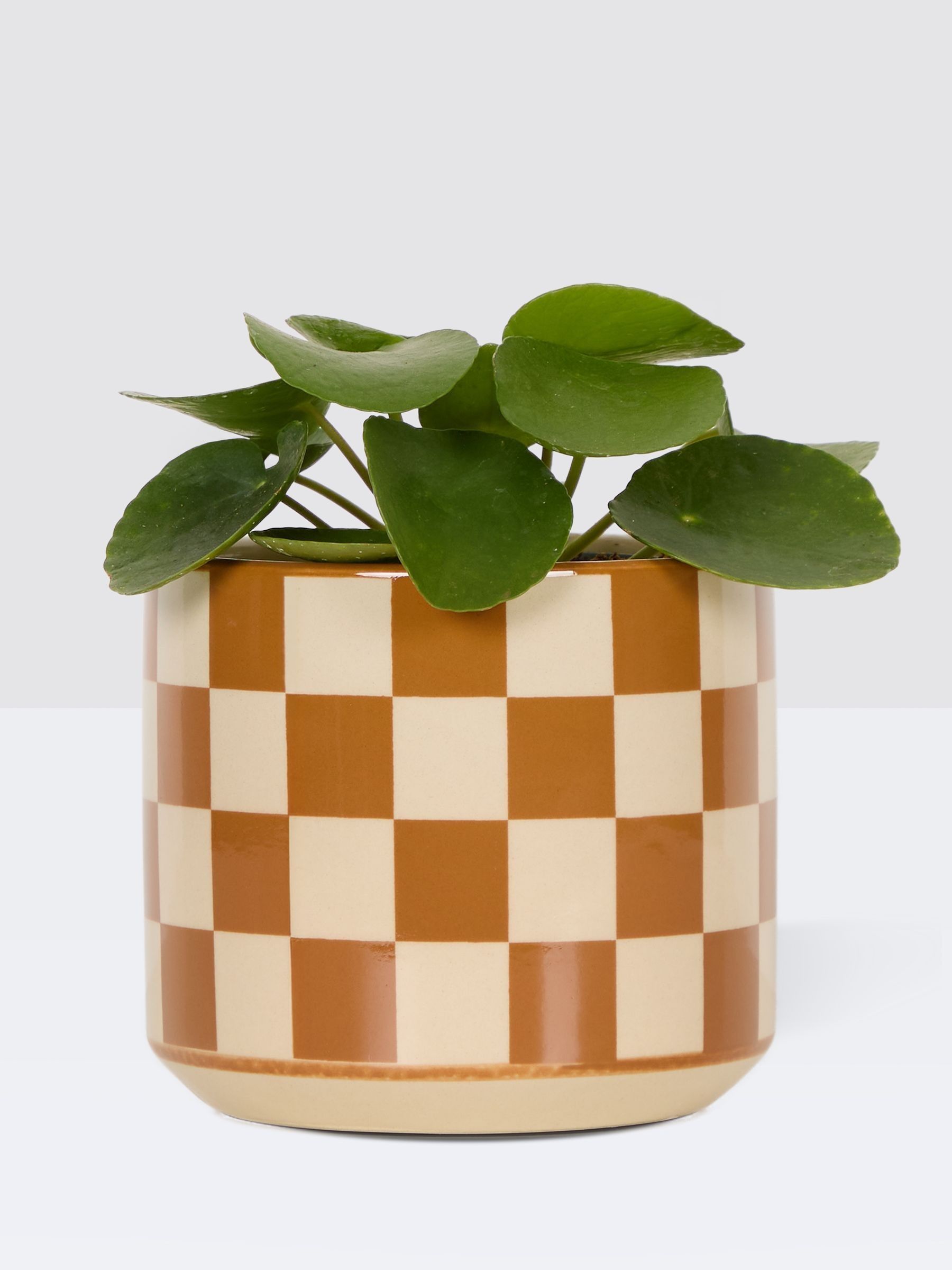 PATCH Brown Penny Chinese Money Plant In 'Chess' Pot - Image 3 of 4