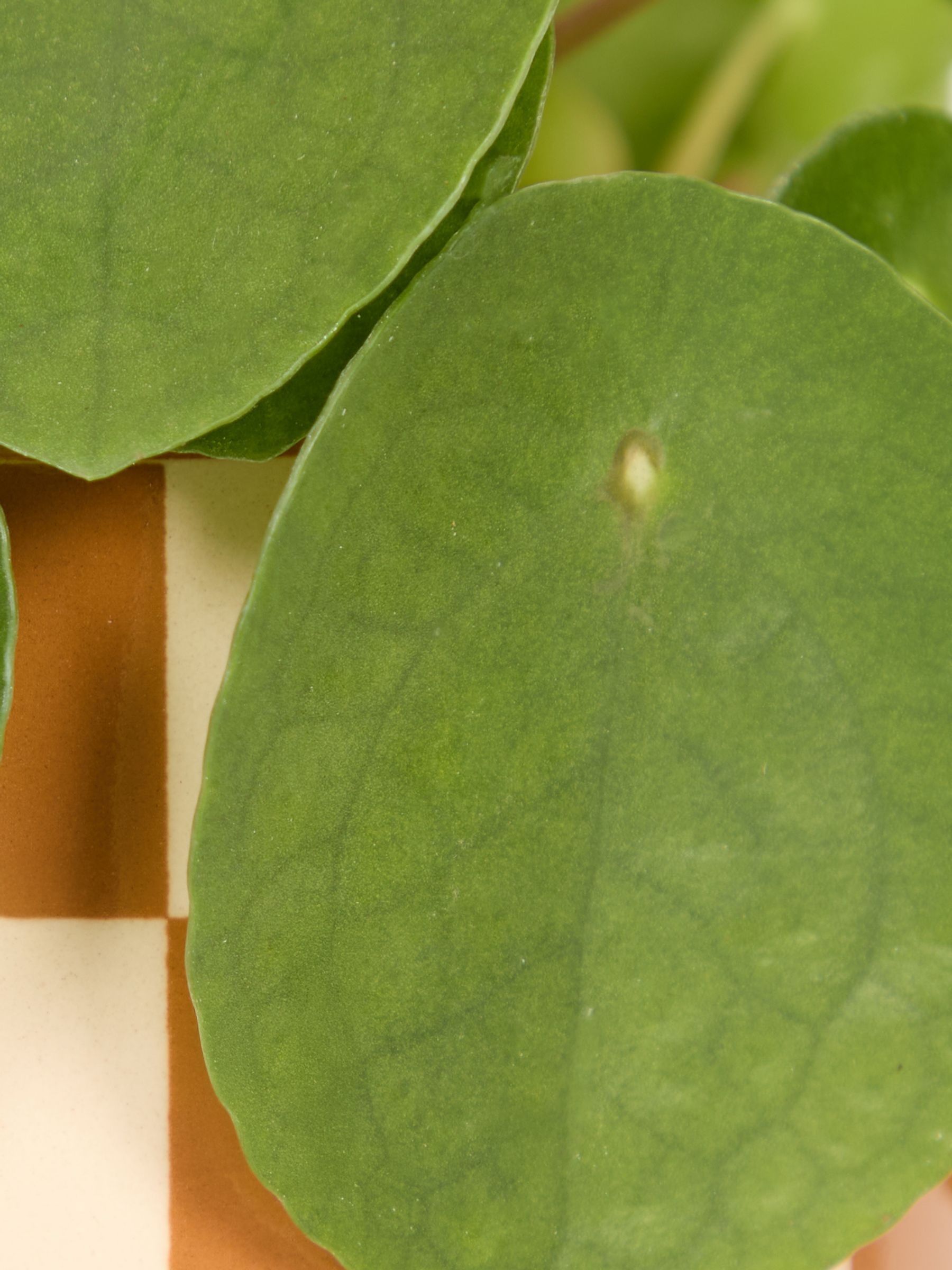 PATCH Brown Penny Chinese Money Plant In 'Chess' Pot - Image 4 of 4