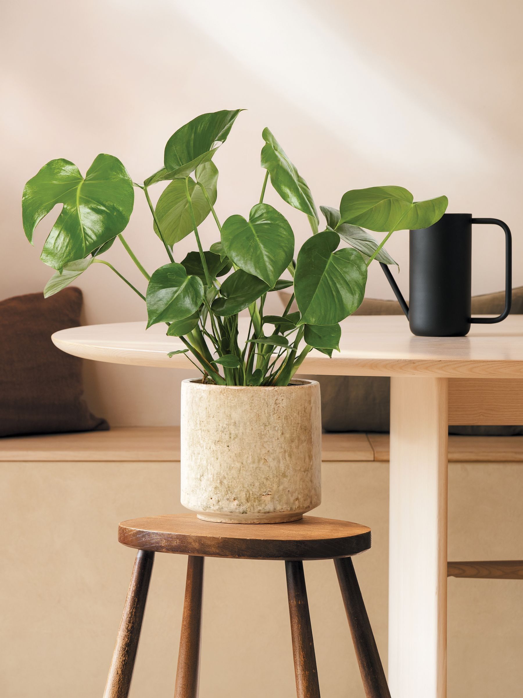 PATCH Stone Chaz Monstera Plant Medium In Fracture Pot - Image 1 of 4