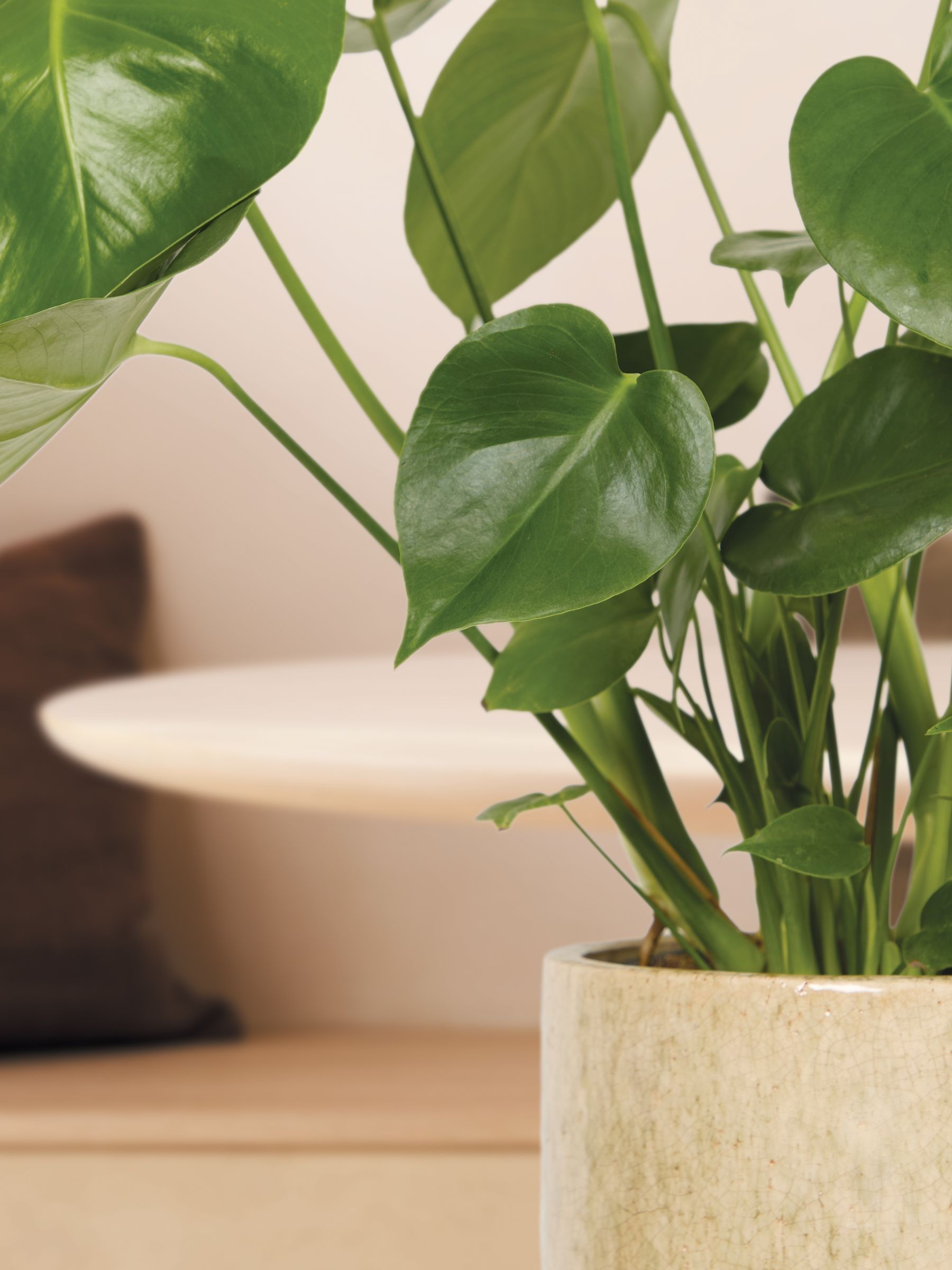 PATCH Stone Chaz Monstera Plant Medium In Fracture Pot - Image 2 of 4