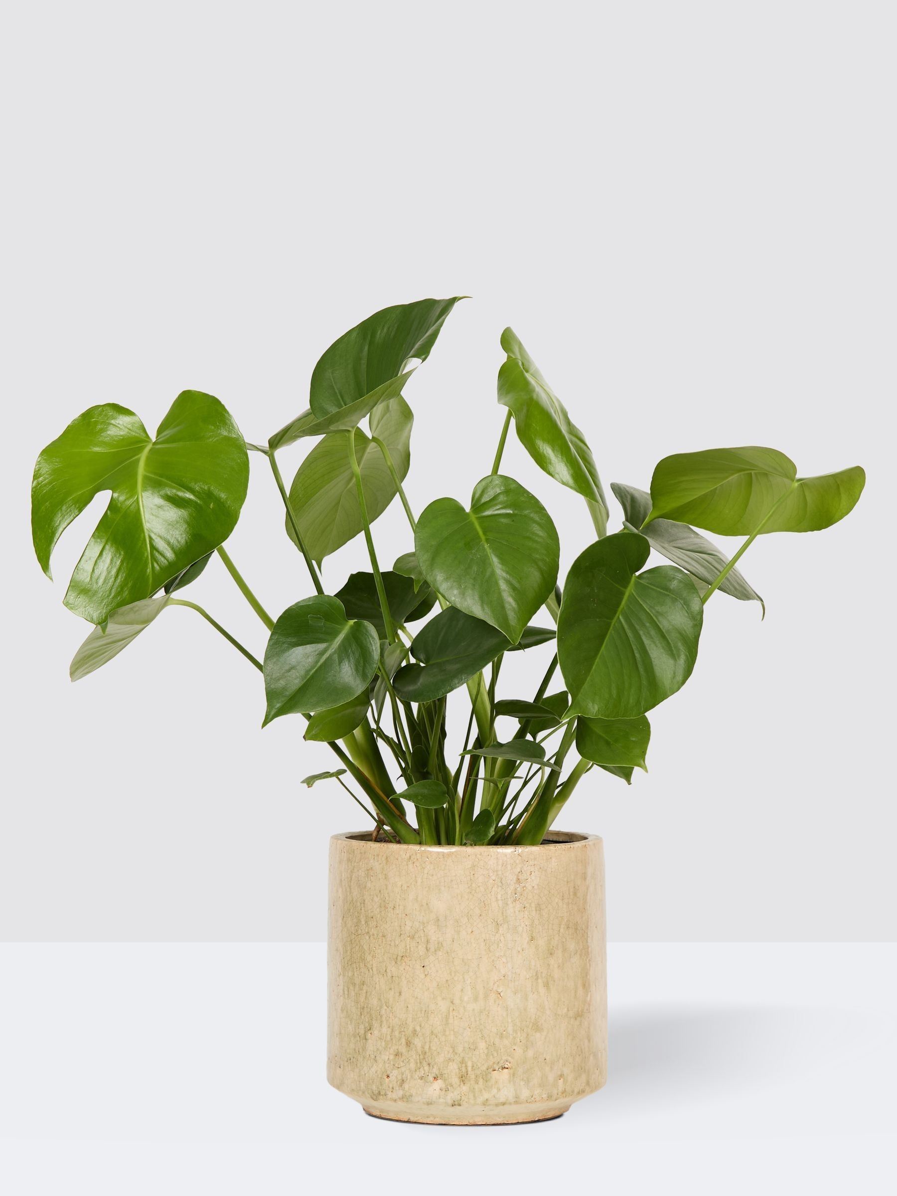 PATCH Stone Chaz Monstera Plant Medium In Fracture Pot - Image 3 of 4
