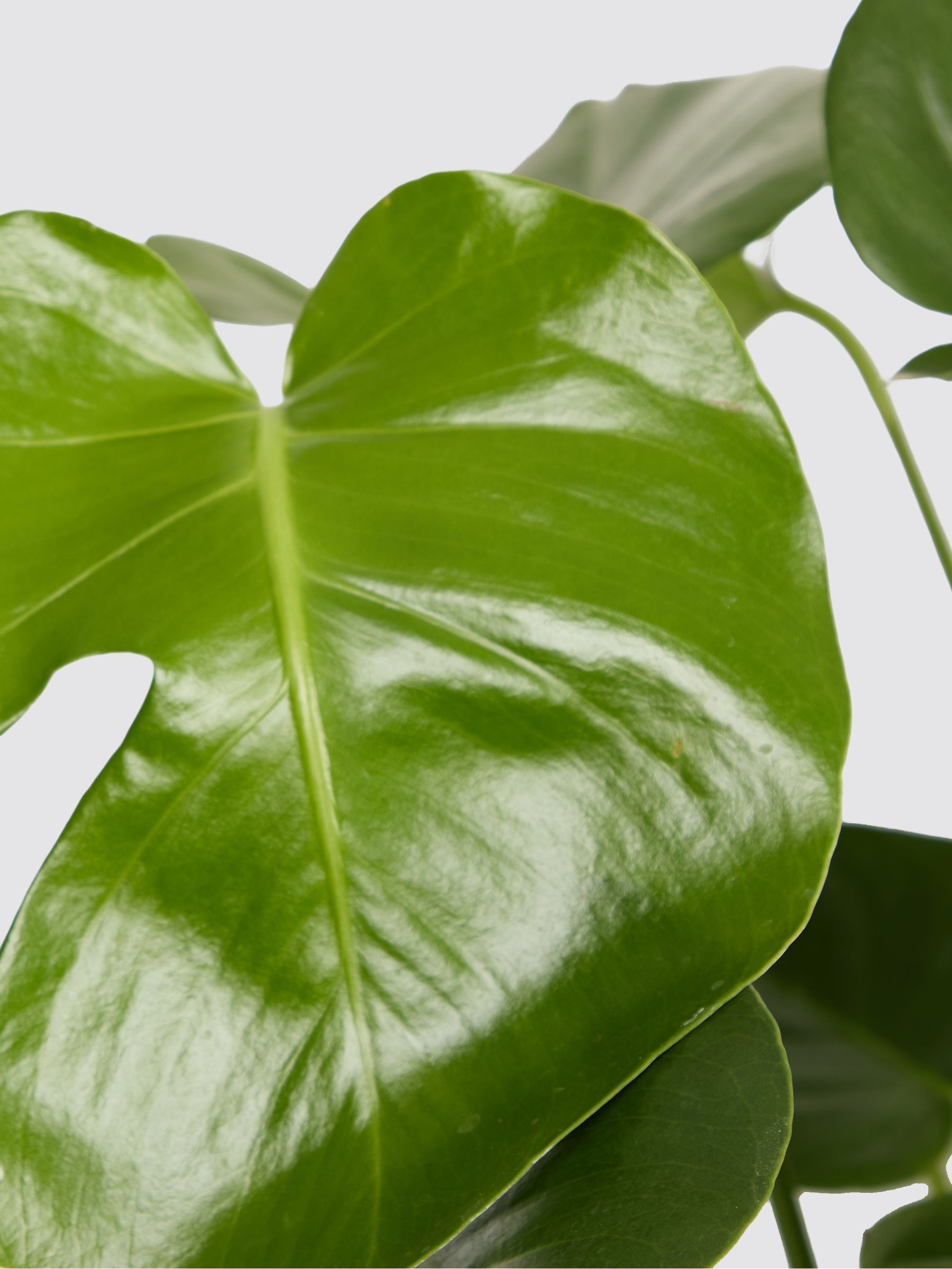 PATCH Stone Chaz Monstera Plant Medium In Fracture Pot - Image 4 of 4
