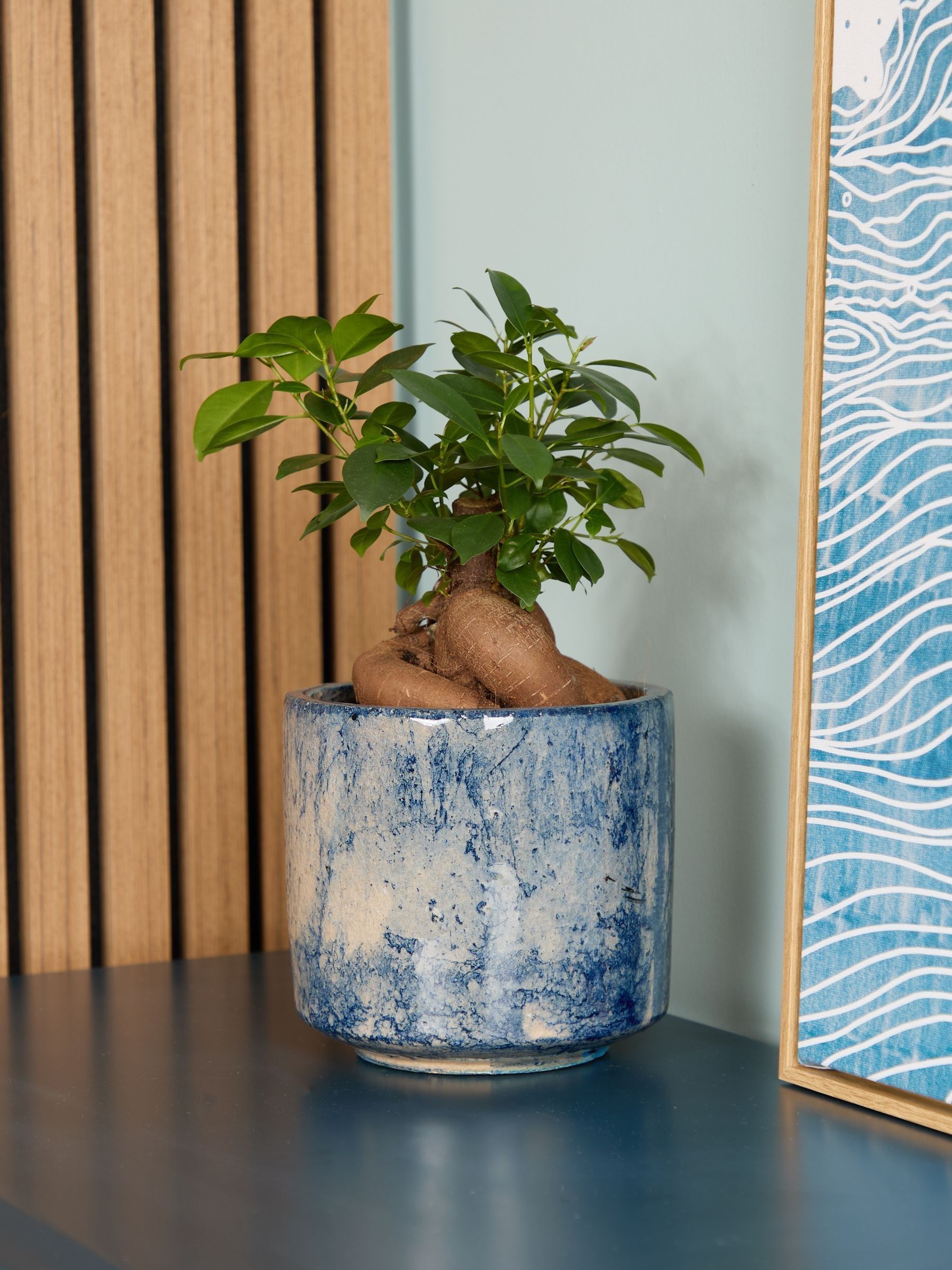 PATCH Blue Ginny Ginseng Fig Tree In Fracture Pot - Image 1 of 4