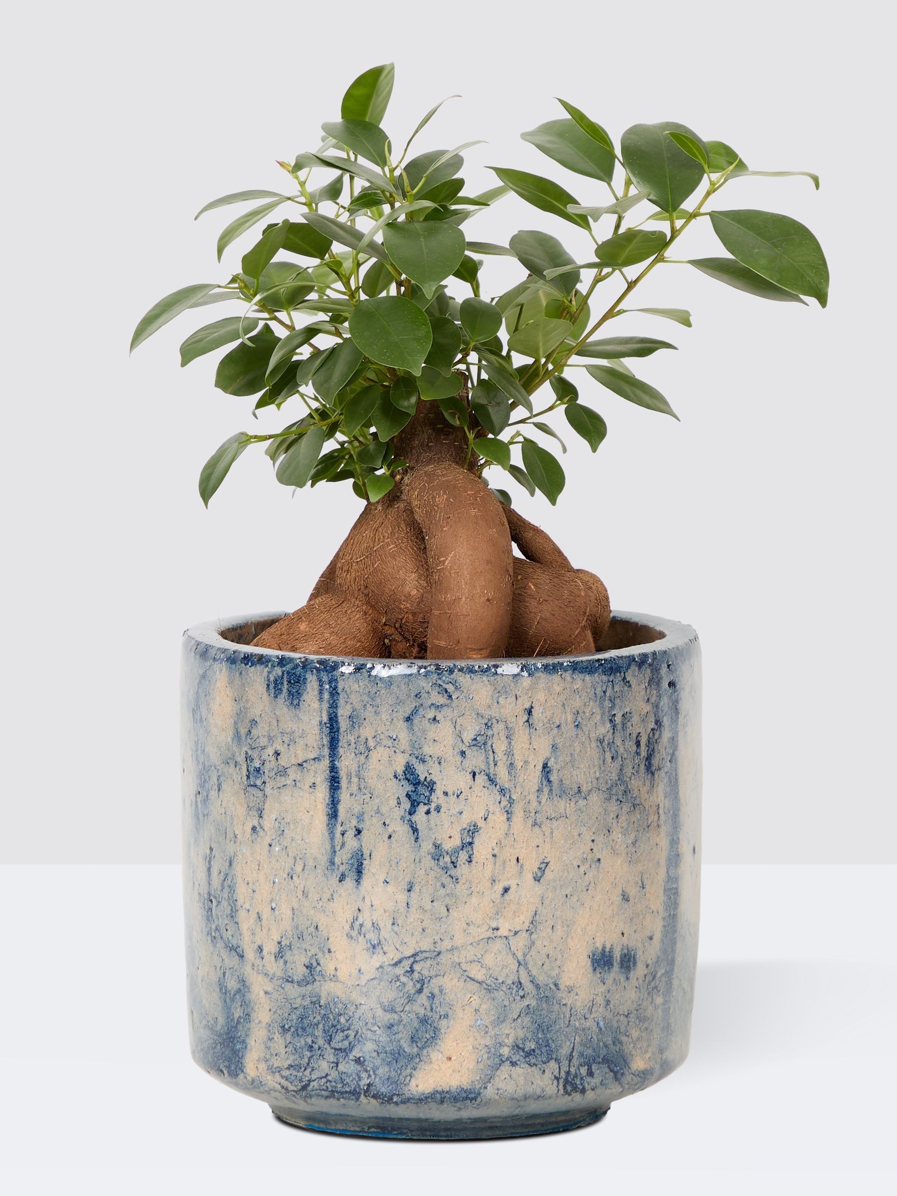 PATCH Blue Ginny Ginseng Fig Tree In Fracture Pot - Image 3 of 4