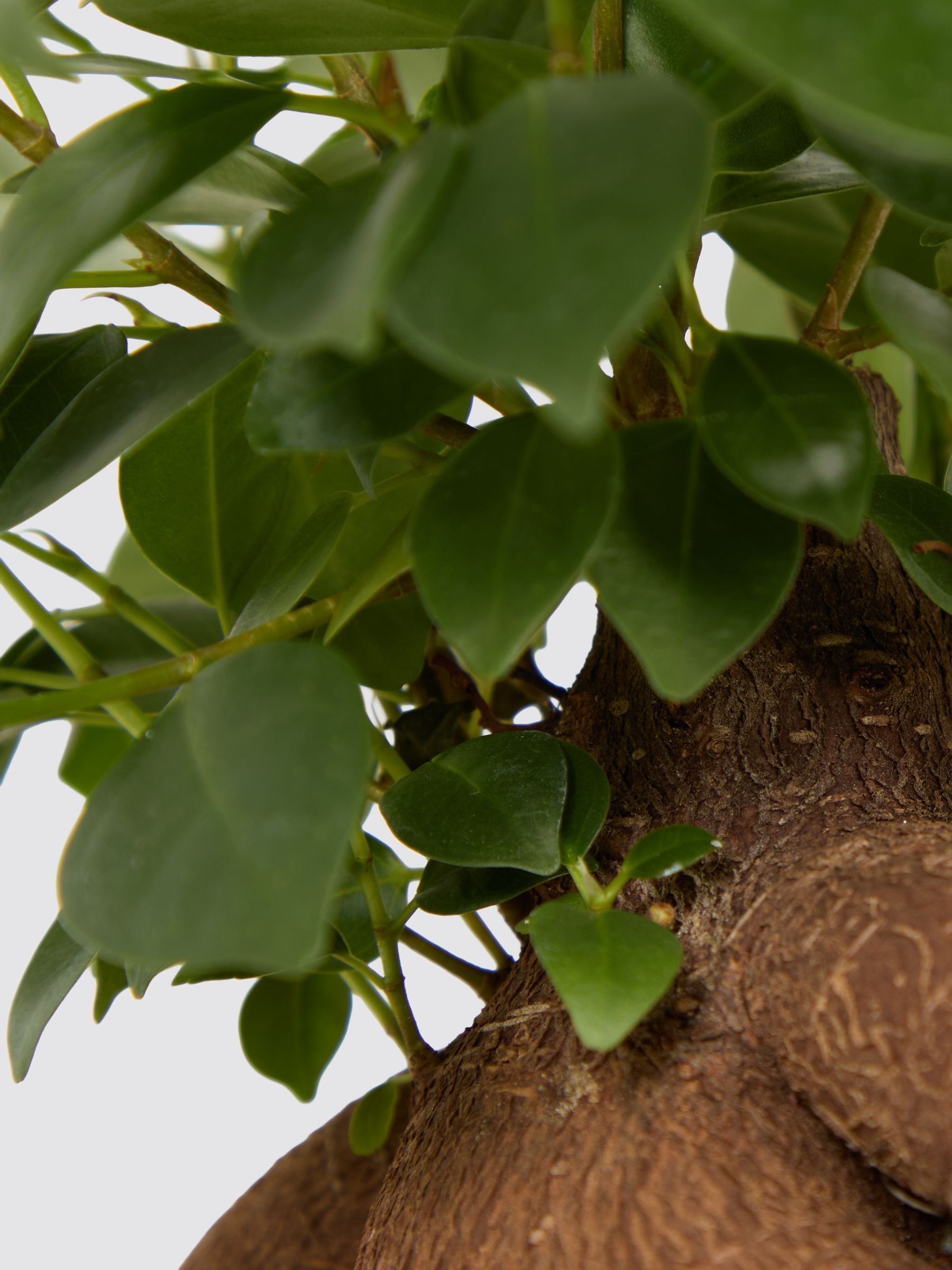 PATCH Blue Ginny Ginseng Fig Tree In Fracture Pot - Image 4 of 4
