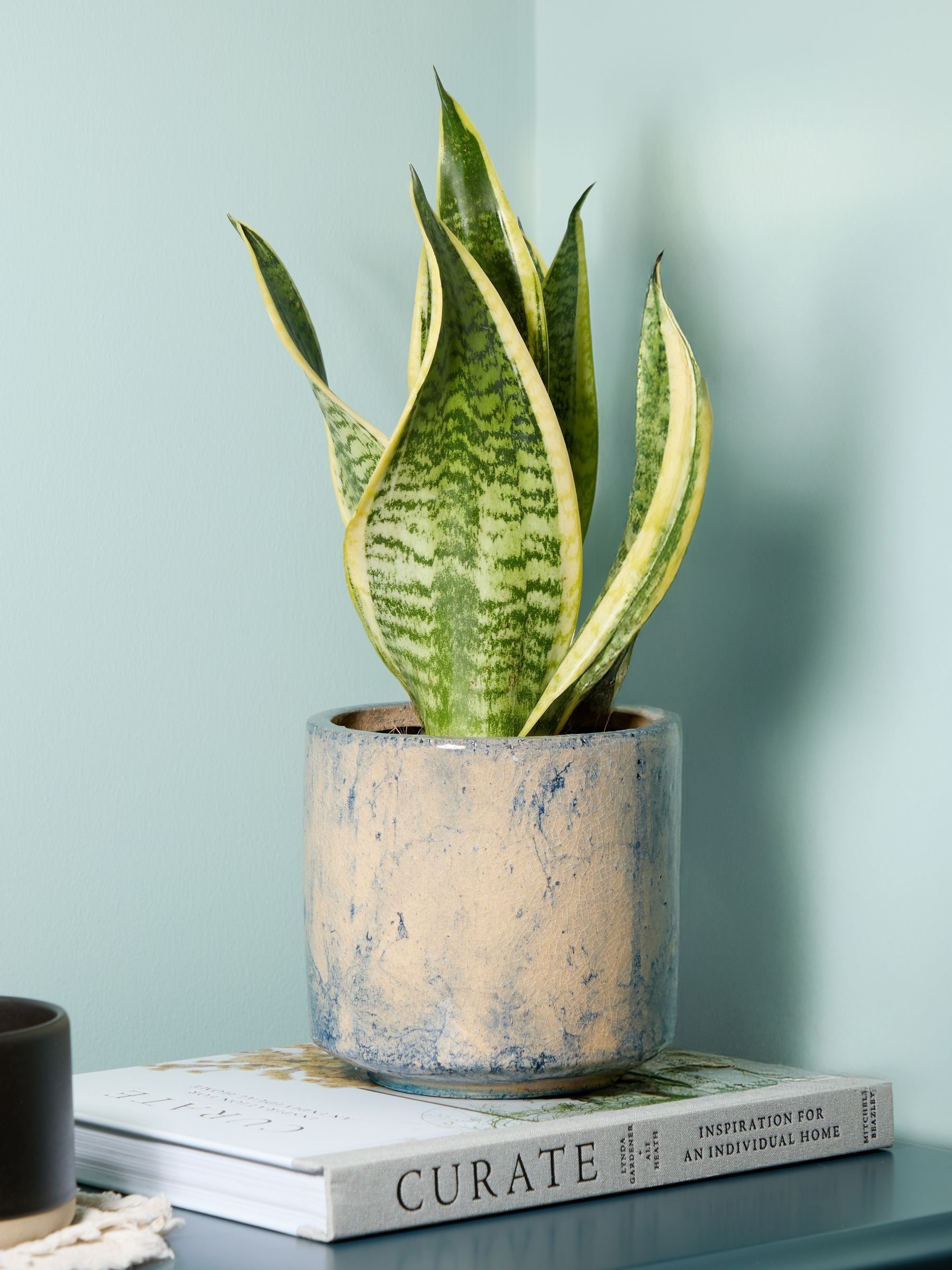 PATCH Blue Susie Snake Plant In Fracture Pot - Image 1 of 4