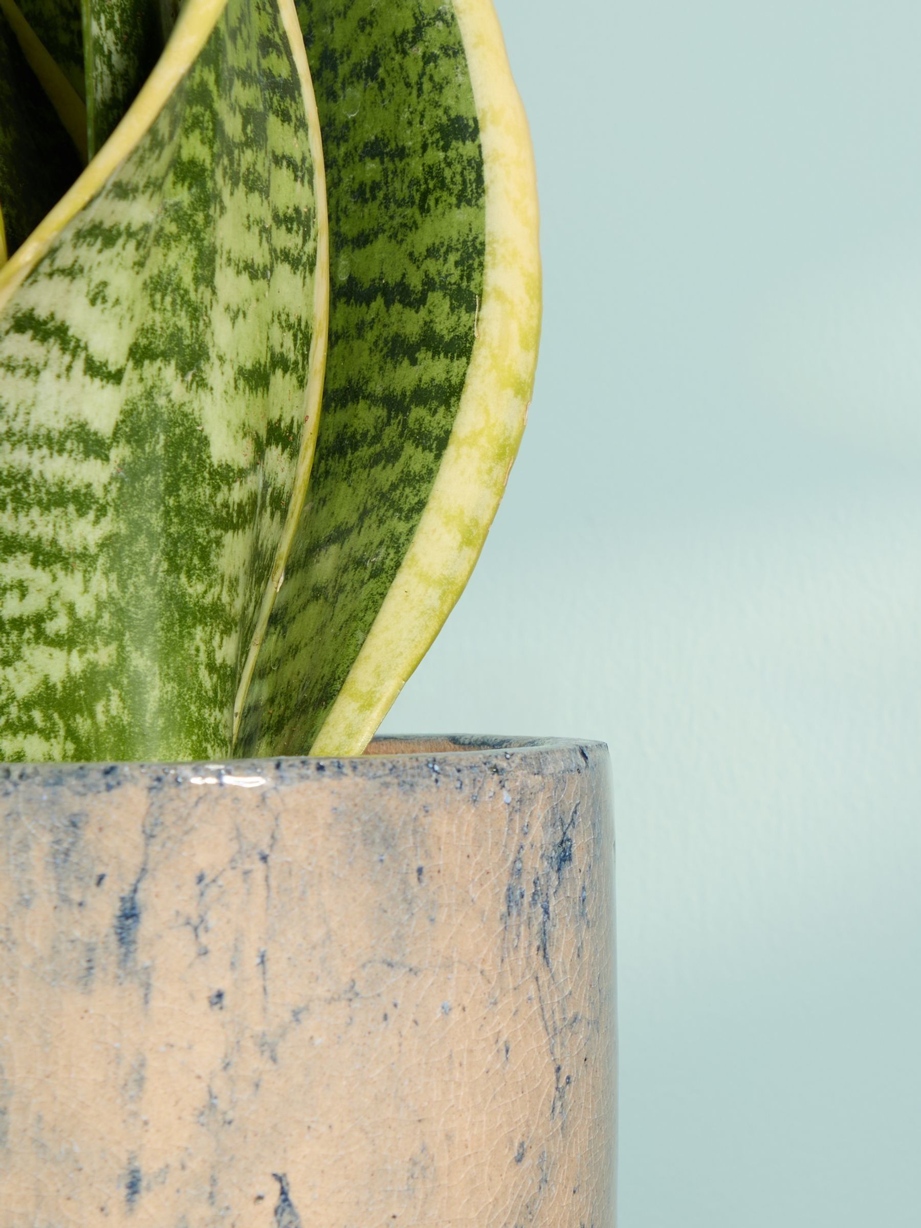 PATCH Blue Susie Snake Plant In Fracture Pot - Image 2 of 4