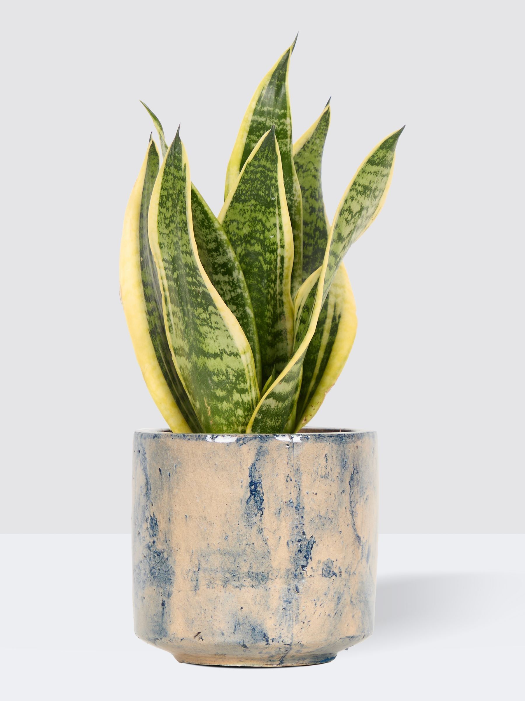 PATCH Blue Susie Snake Plant In Fracture Pot - Image 3 of 4