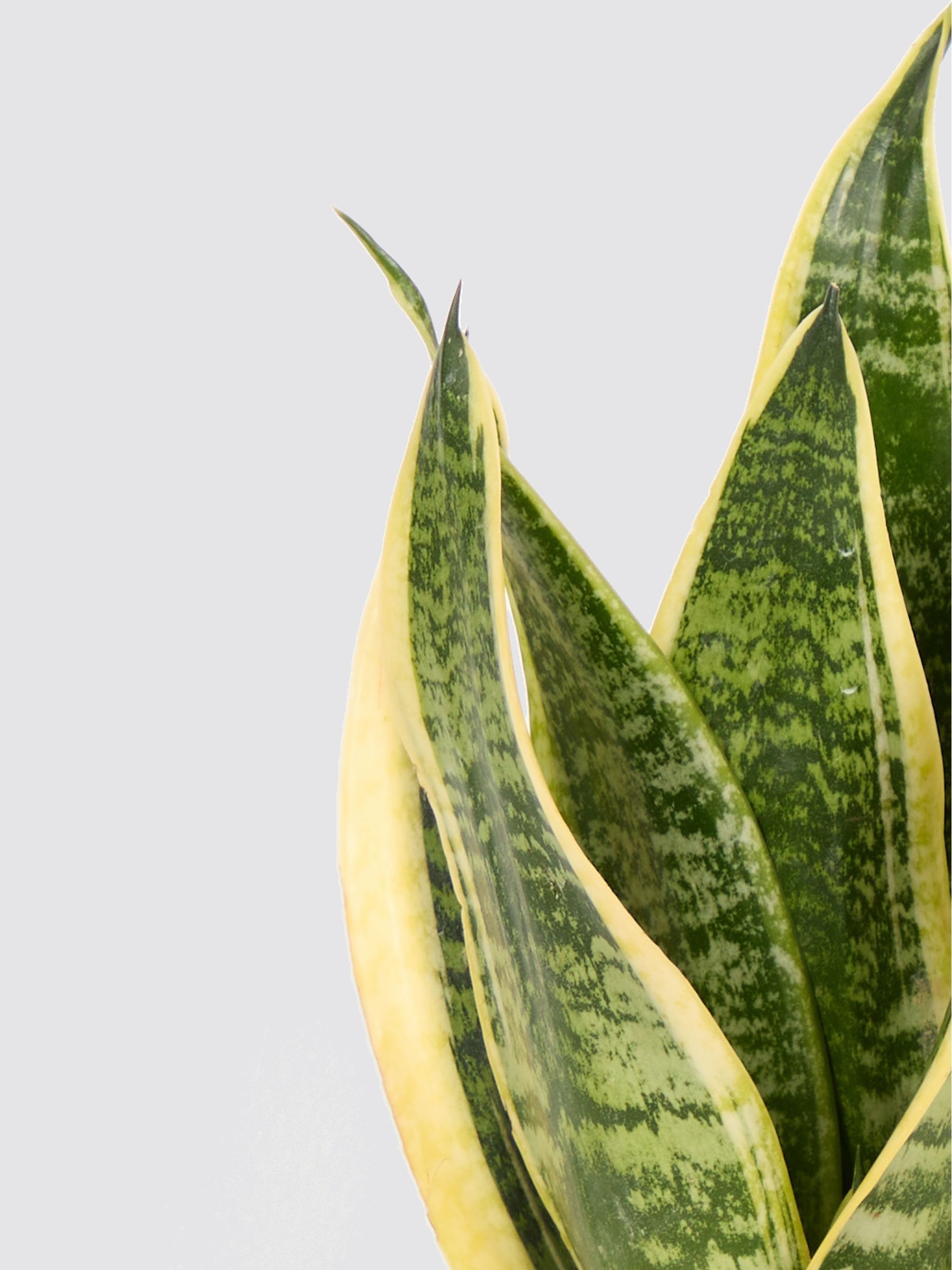 PATCH Blue Susie Snake Plant In Fracture Pot - Image 4 of 4