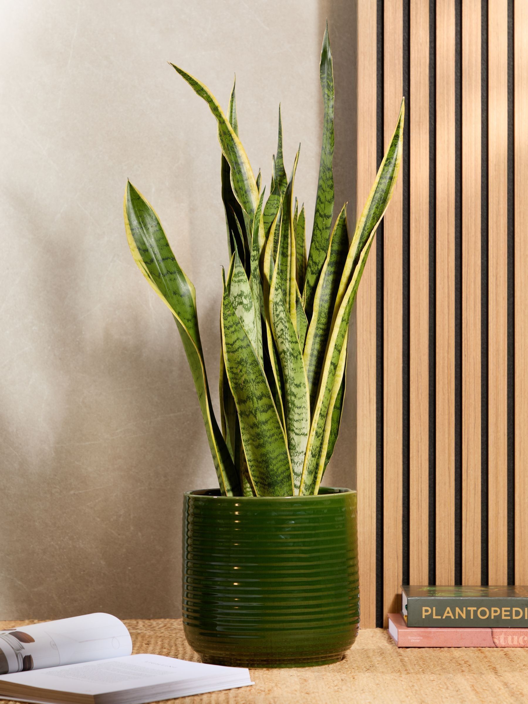 PATCH Green Susie Snake Plant Large In Ceramic Glazed Pot - Image 1 of 4