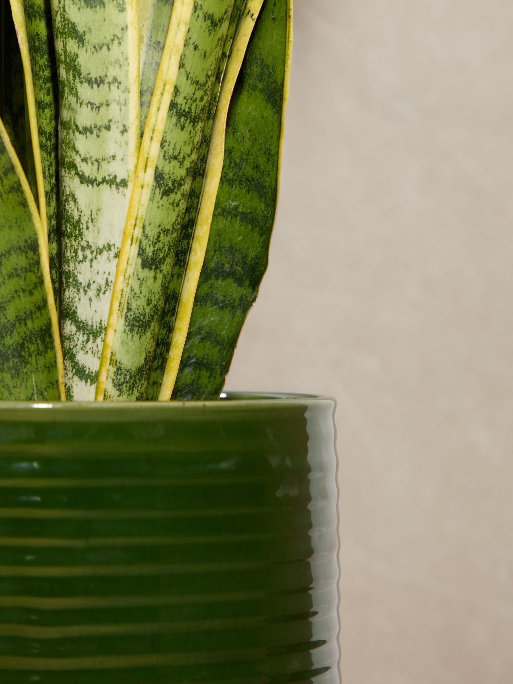 PATCH Green Susie Snake Plant Large In Ceramic Glazed Pot - Image 2 of 4