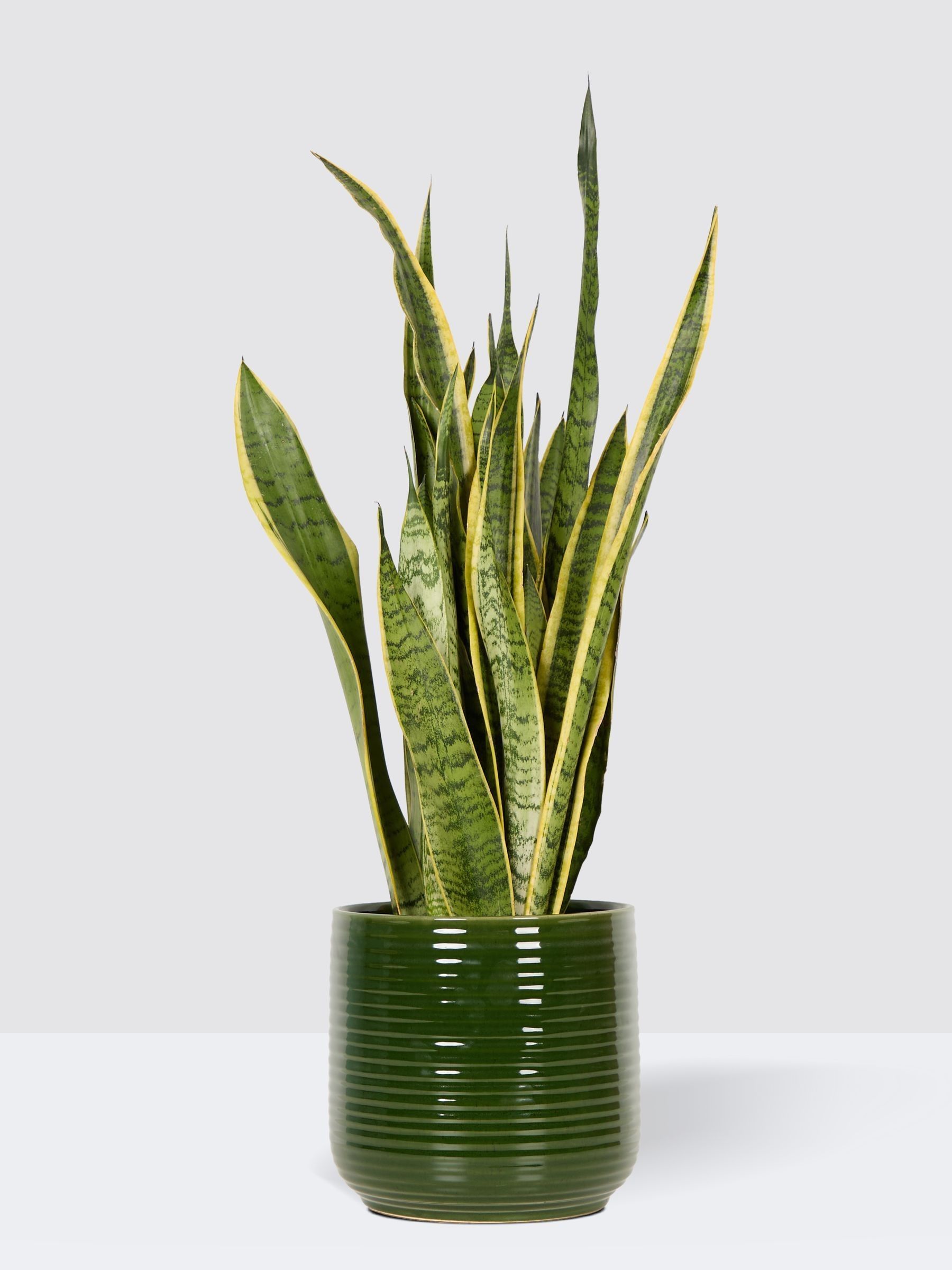 PATCH Green Susie Snake Plant Large In Ceramic Glazed Pot - Image 3 of 4