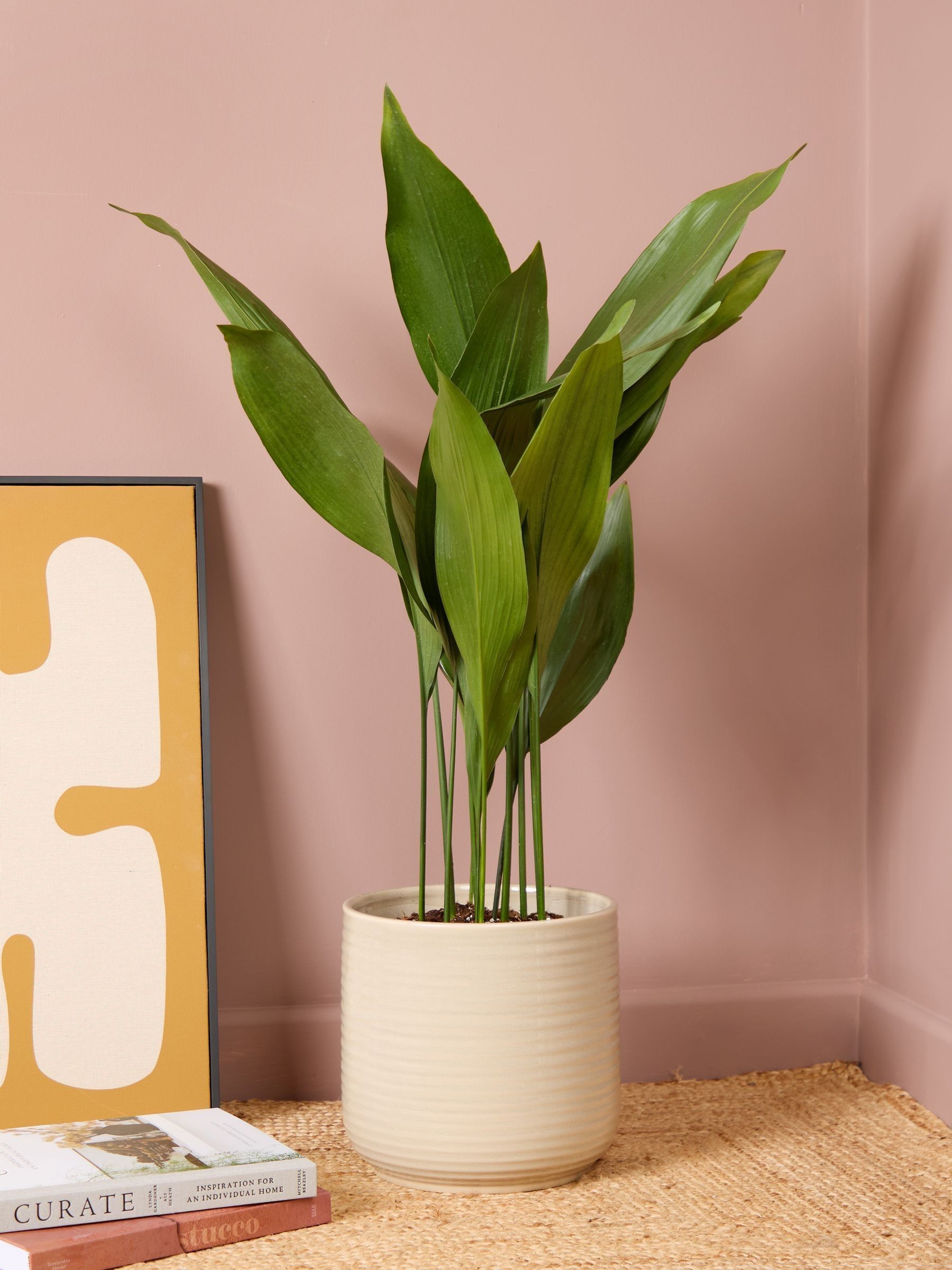 PATCH Cream Howard Cast Iron Plant Large In Ceramic Glazed Pot - Image 1 of 8 PATCH Cream Howard Cast Iron Plant Large In Ceramic Glazed Pot - Image 1 of 8