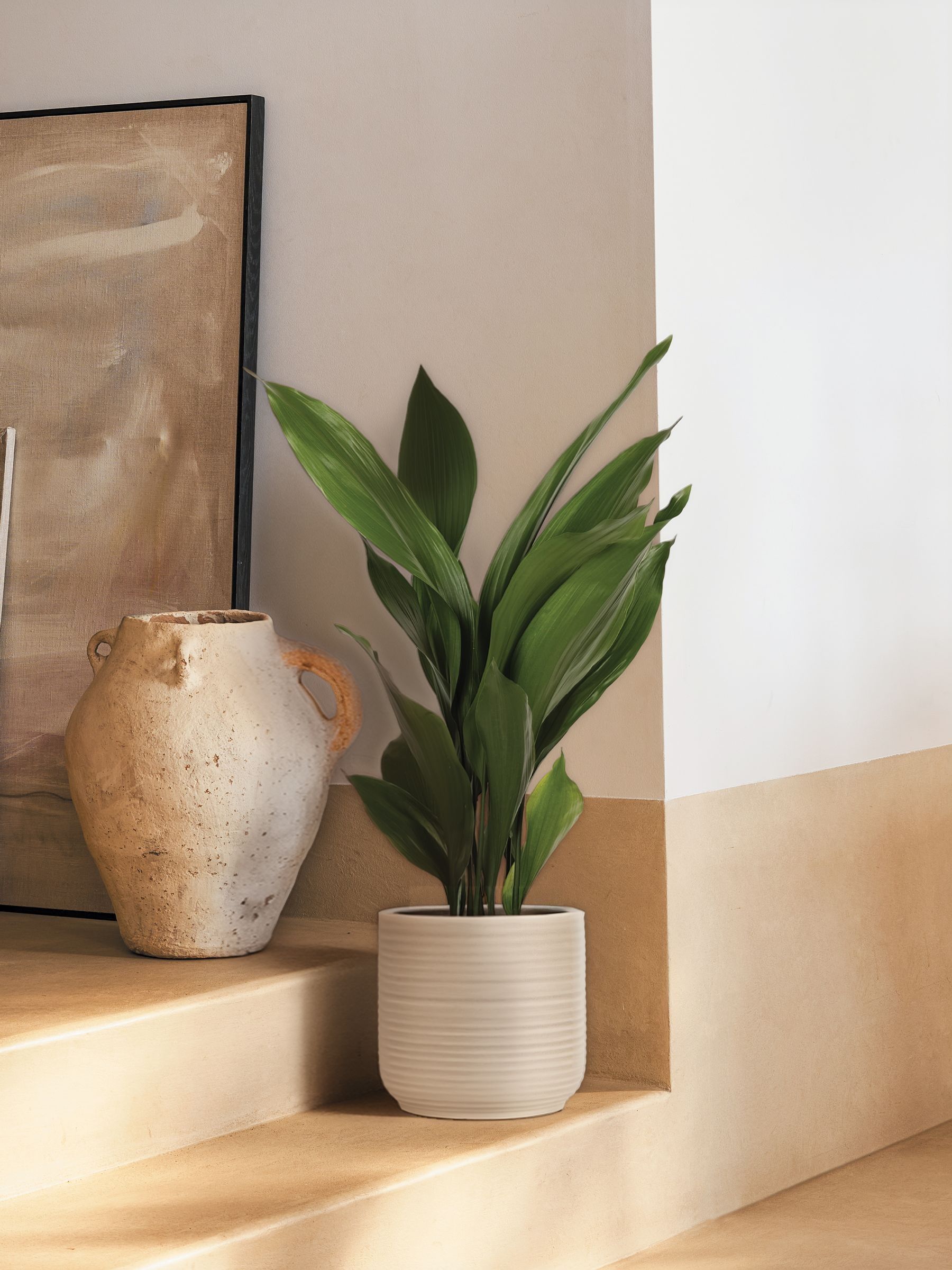 PATCH Cream Howard Cast Iron Plant Large In Ceramic Glazed Pot - Image 3 of 8