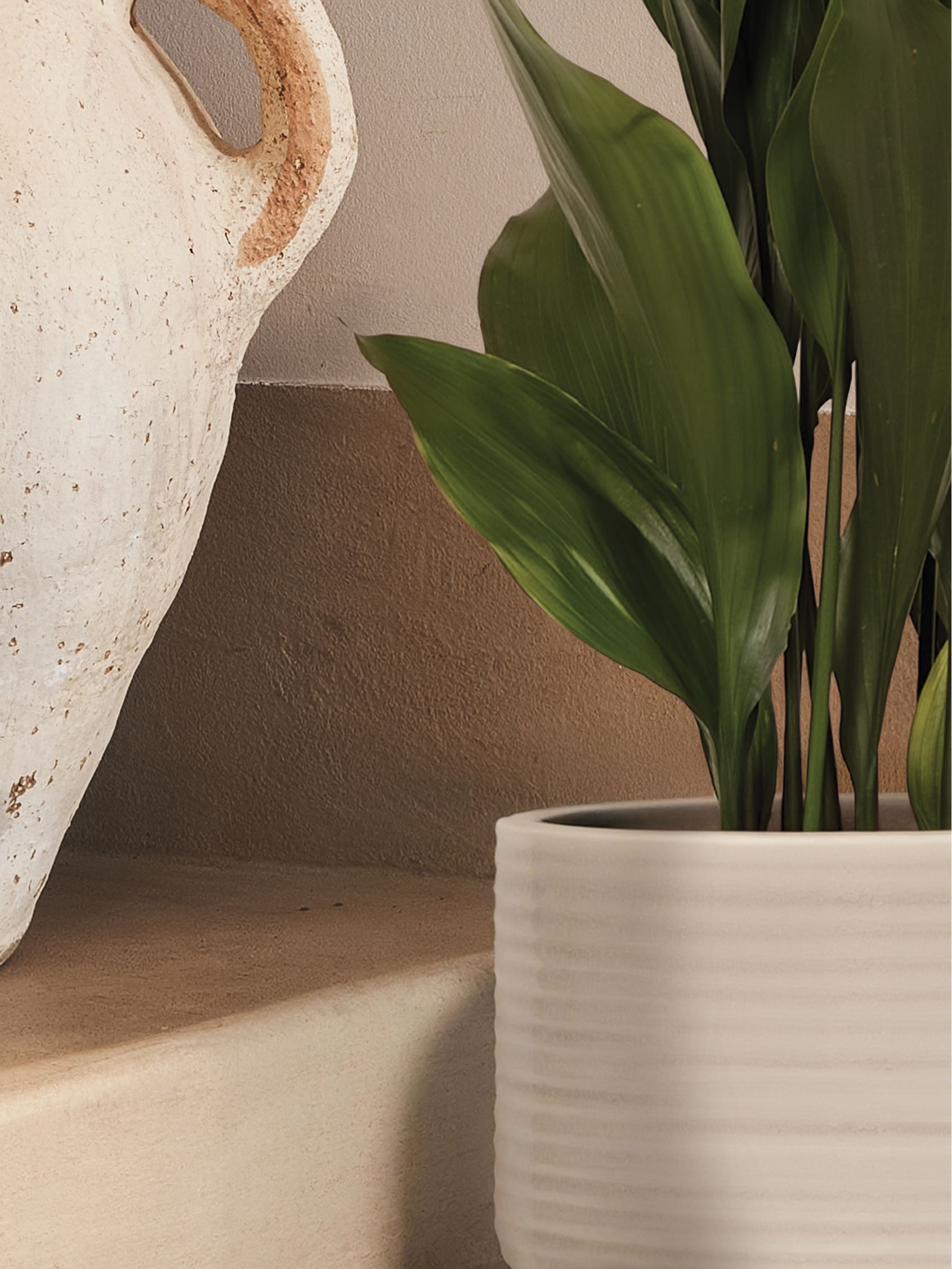 PATCH Cream Howard Cast Iron Plant Large In Ceramic Glazed Pot - Image 4 of 8