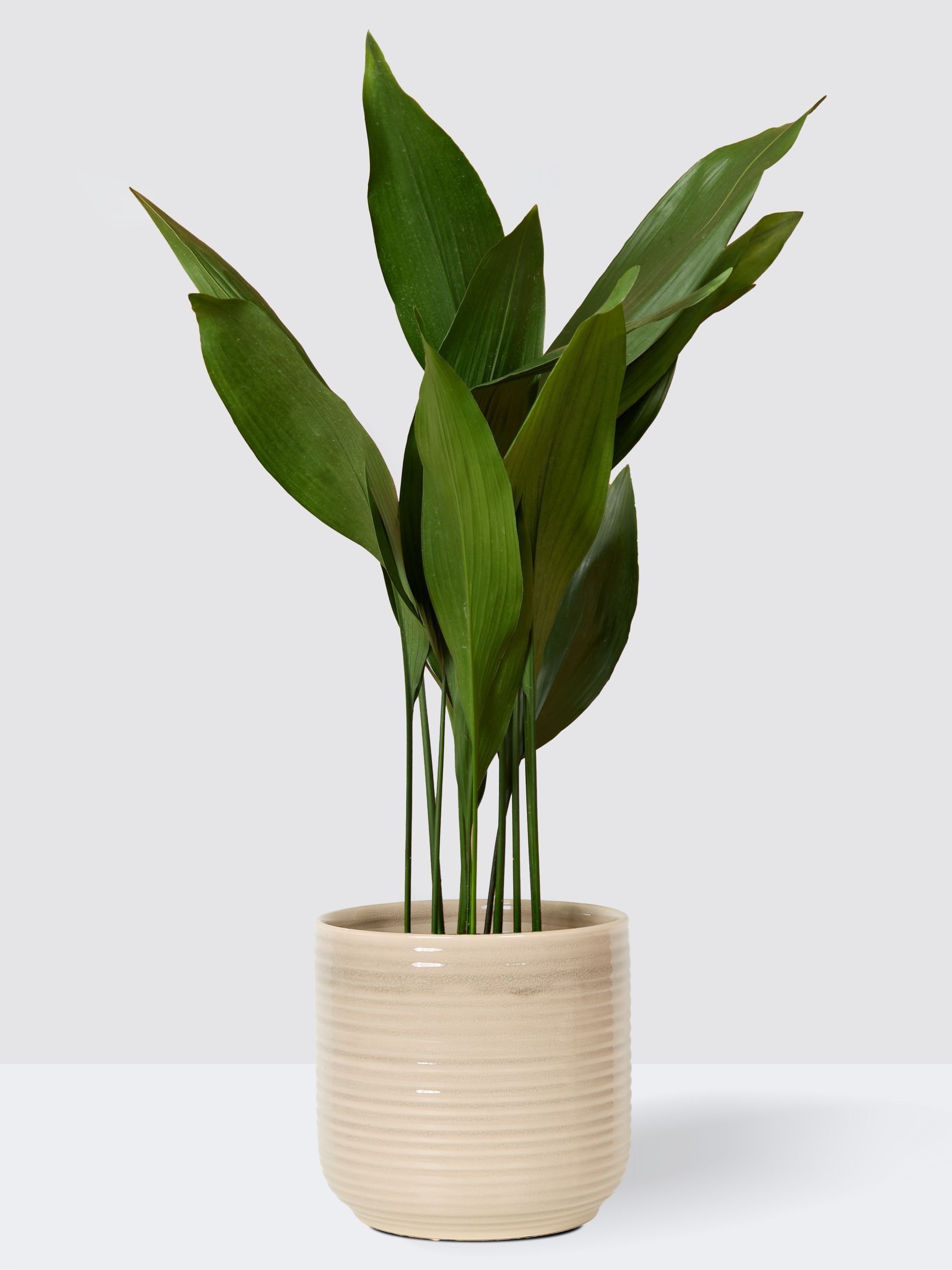 PATCH Cream Howard Cast Iron Plant Large In Ceramic Glazed Pot - Image 5 of 8