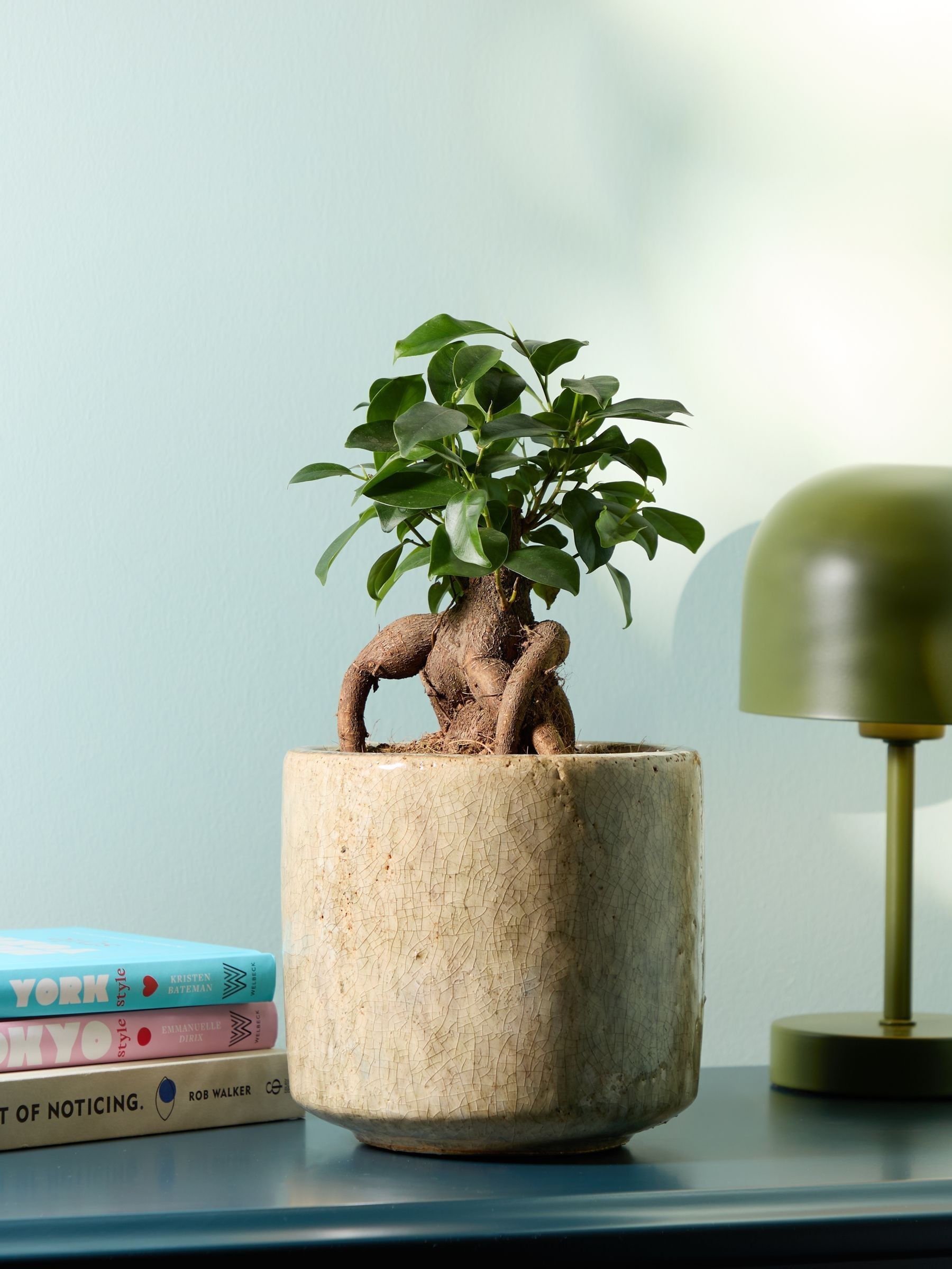 PATCH Stone Ginny Ginseng Fig Tree In Fracture Pot - Image 1 of 4