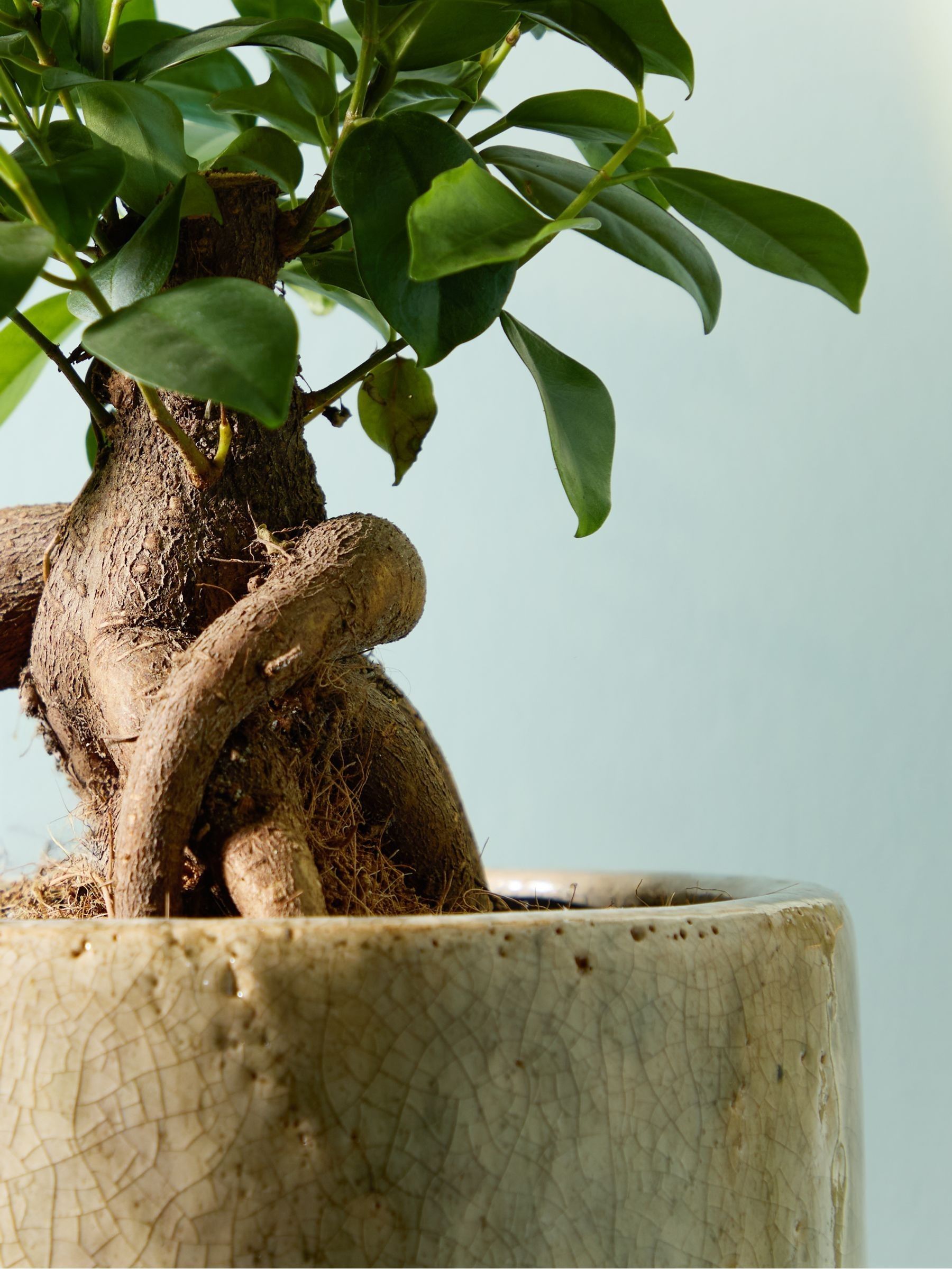 PATCH Stone Ginny Ginseng Fig Tree In Fracture Pot - Image 2 of 4