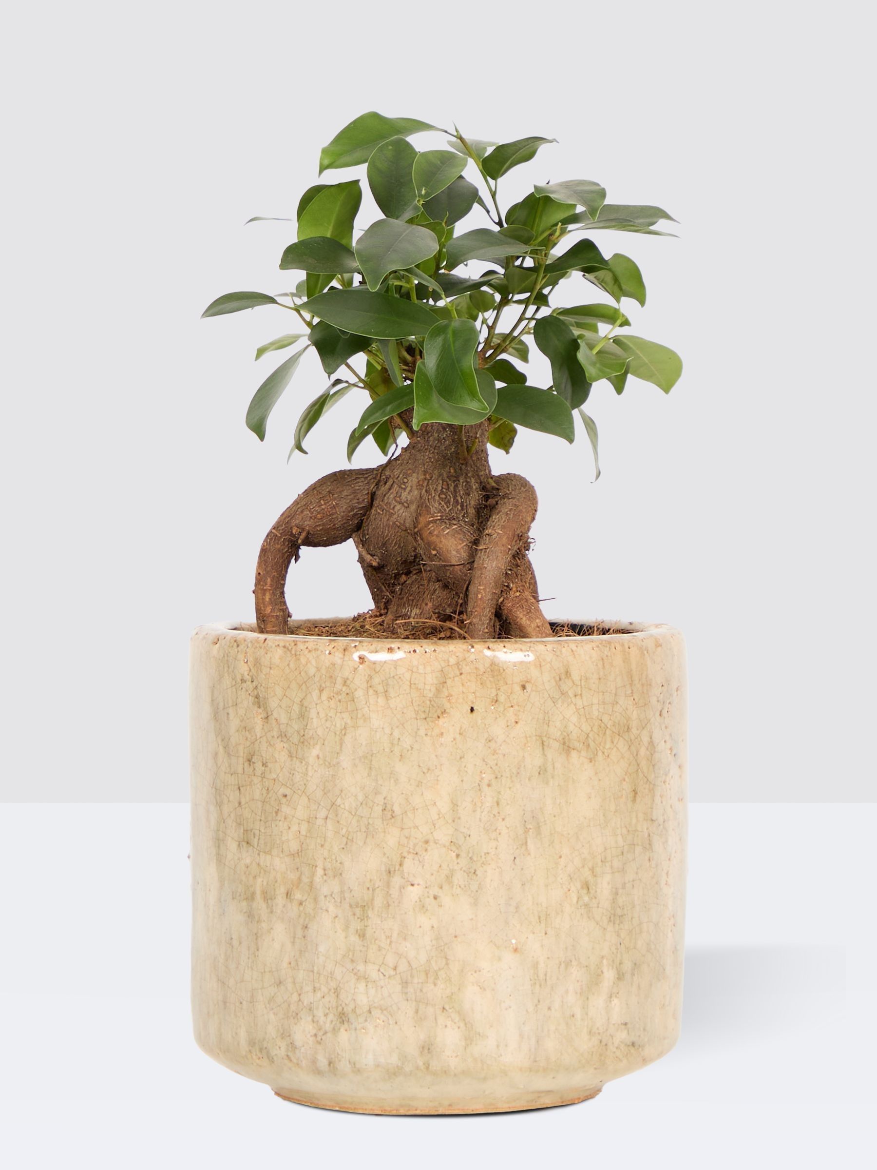 PATCH Stone Ginny Ginseng Fig Tree In Fracture Pot - Image 3 of 4