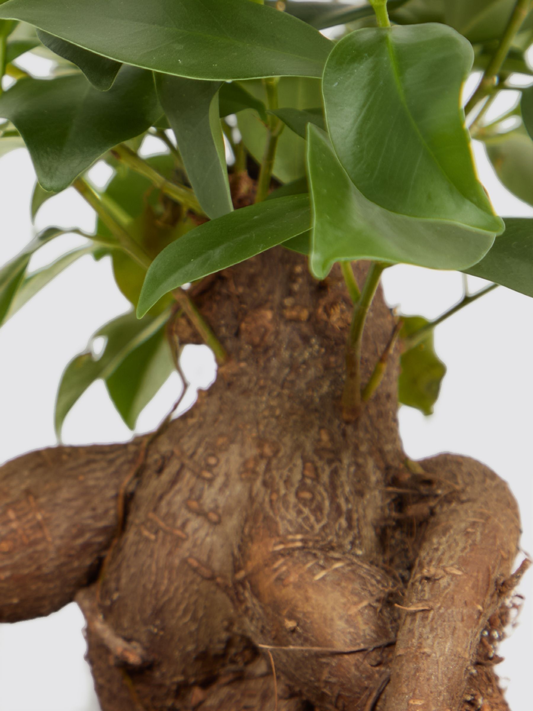 PATCH Stone Ginny Ginseng Fig Tree In Fracture Pot - Image 4 of 4