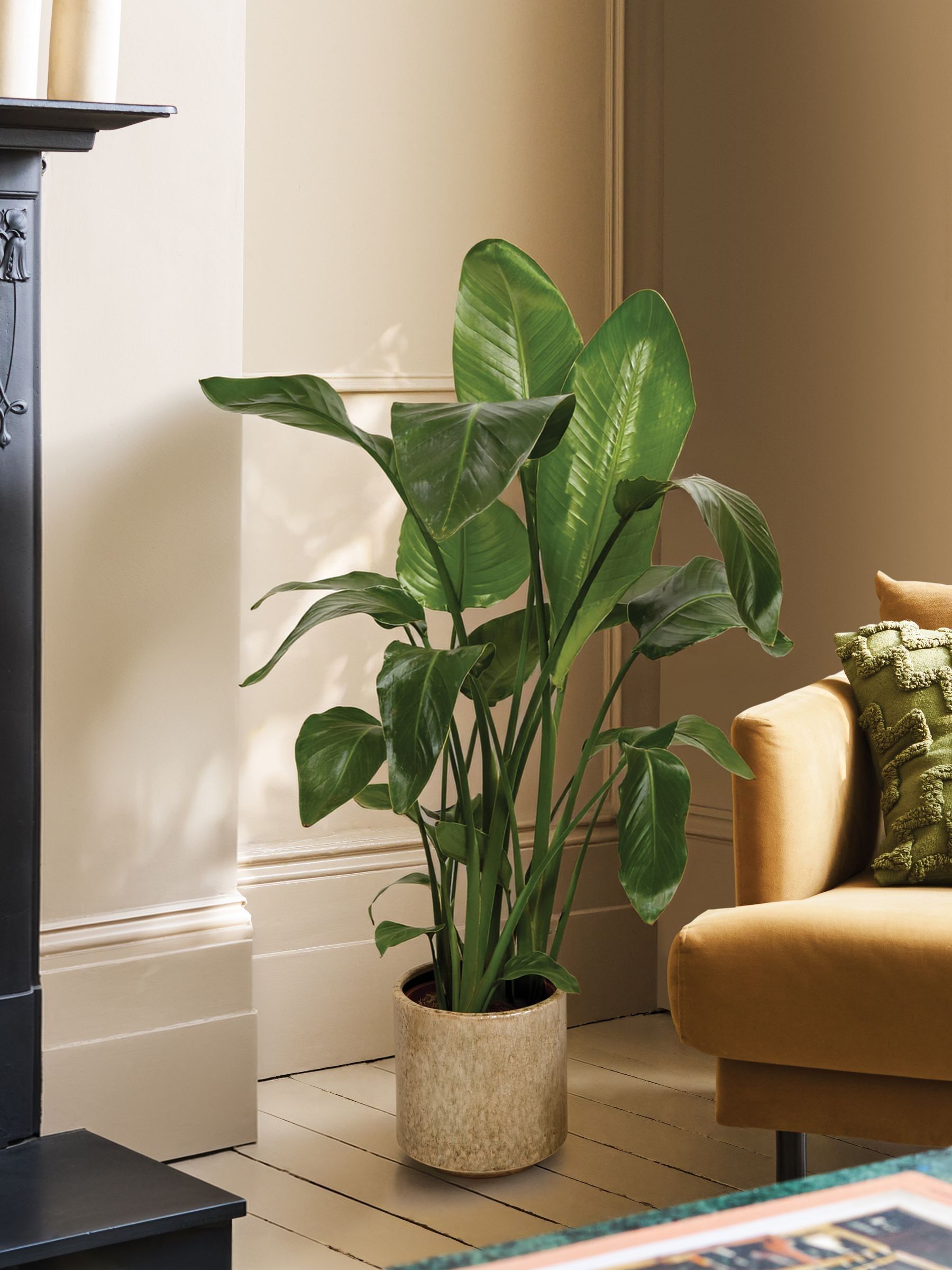 PATCH Stone Nicolau Wild Banana Plant (Medium) In Fracture Pot - Image 1 of 4