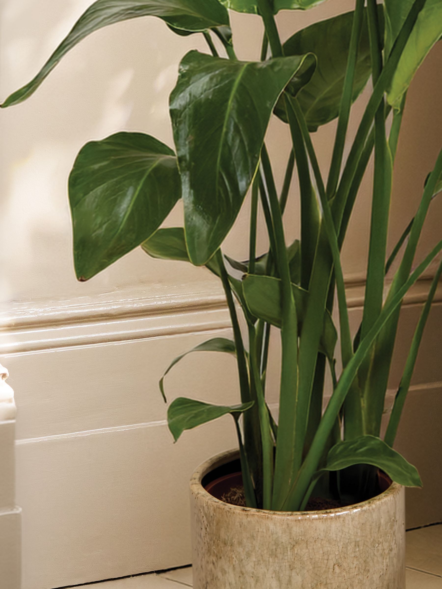 PATCH Stone Nicolau Wild Banana Plant (Medium) In Fracture Pot - Image 2 of 4