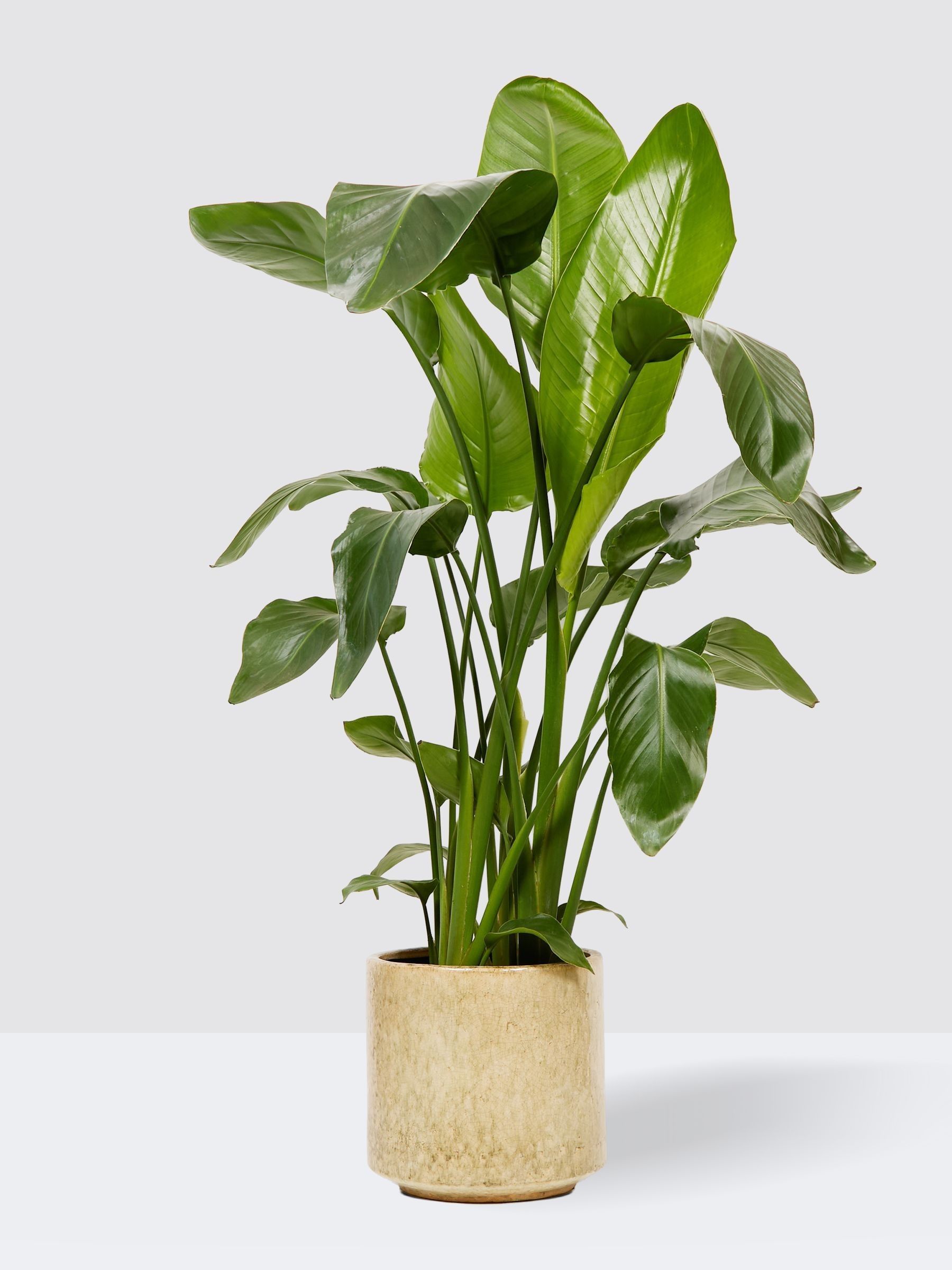 PATCH Stone Nicolau Wild Banana Plant (Medium) In Fracture Pot - Image 3 of 4