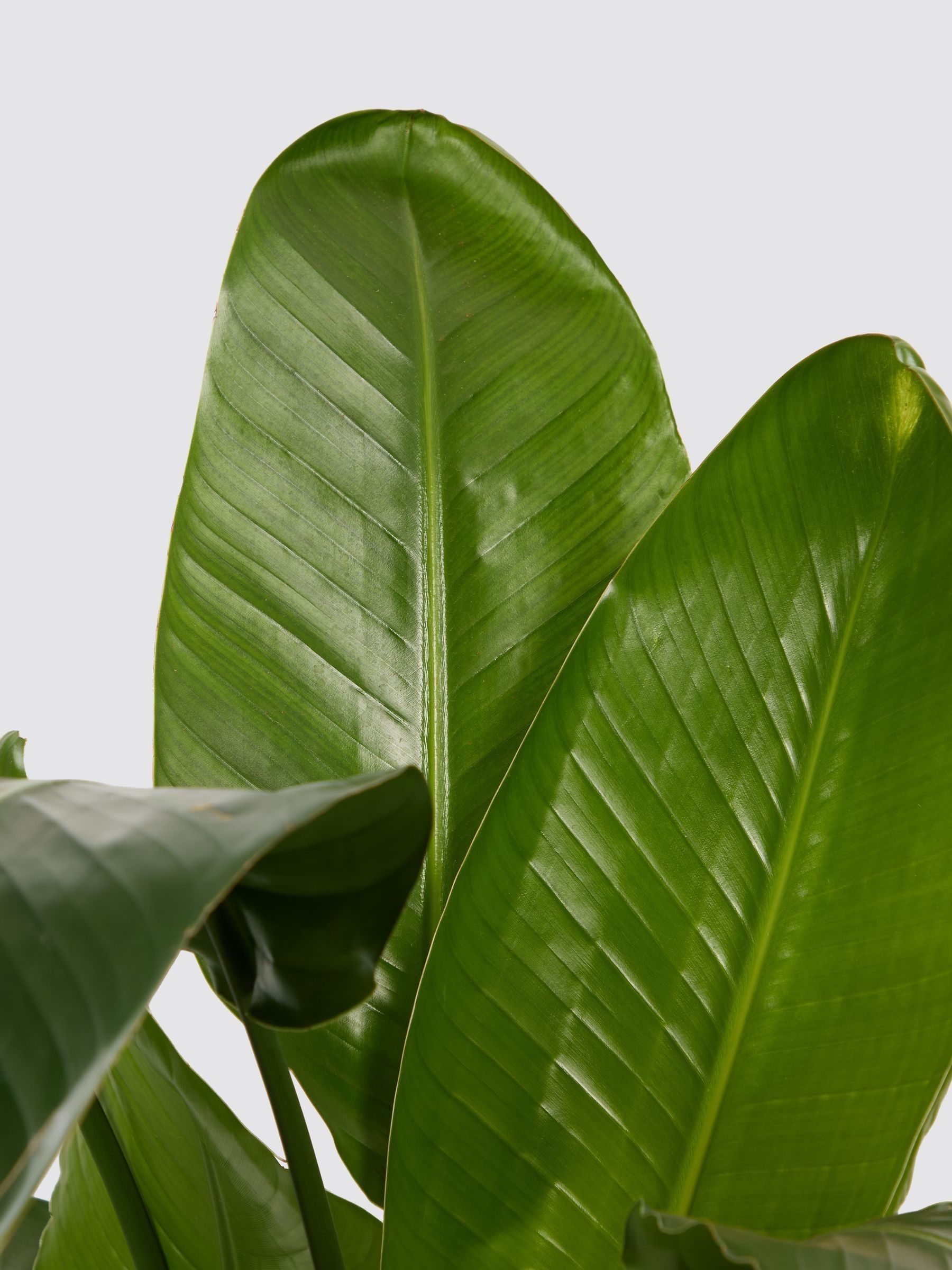 PATCH Stone Nicolau Wild Banana Plant (Medium) In Fracture Pot - Image 4 of 4