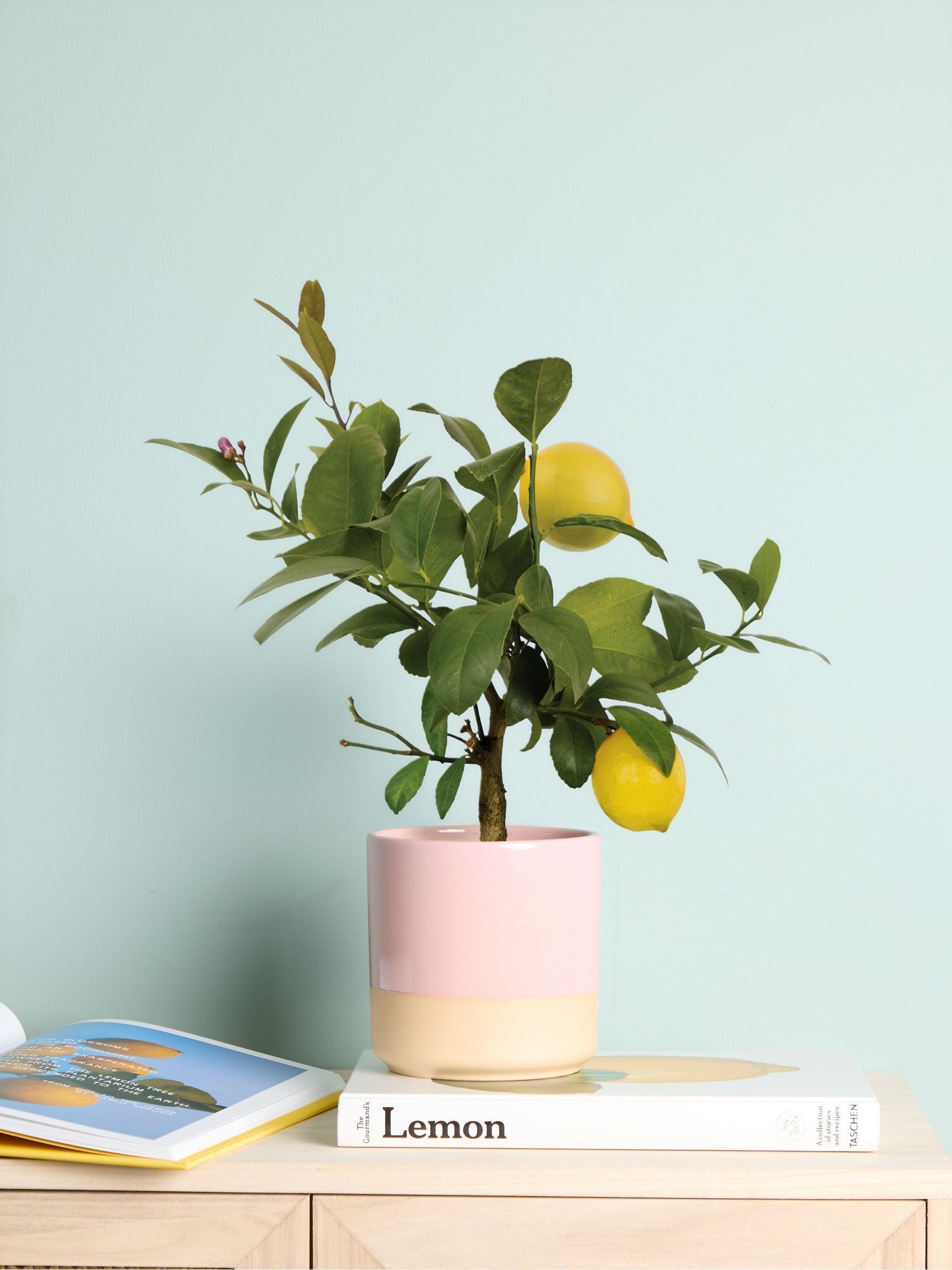 PATCH Pink Vivi Lemon Tree In Dipped Pot - Image 1 of 4 PATCH Pink Vivi Lemon Tree In Dipped Pot - Image 1 of 4