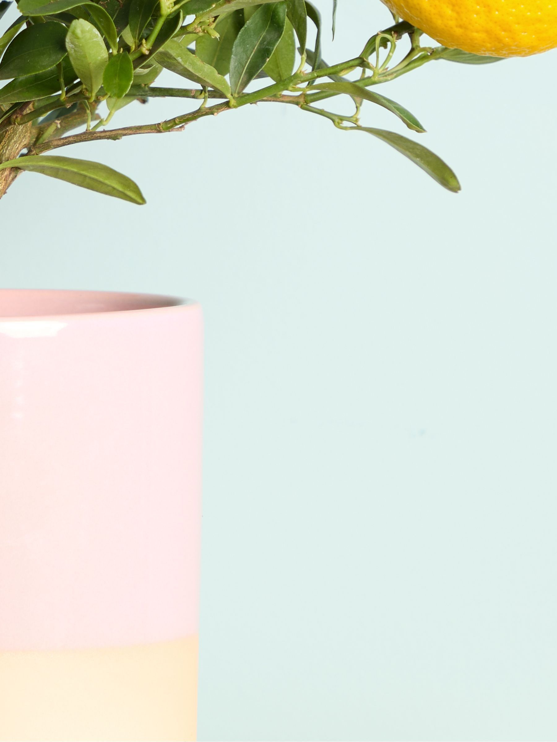 PATCH Pink Vivi Lemon Tree In Dipped Pot - Image 2 of 4 PATCH Pink Vivi Lemon Tree In Dipped Pot - Image 2 of 4