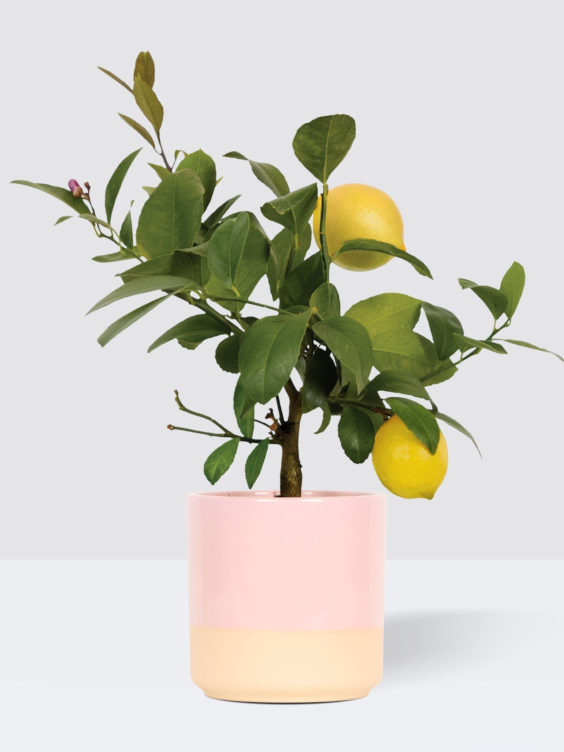 PATCH Pink Vivi Lemon Tree In Dipped Pot - Image 3 of 4