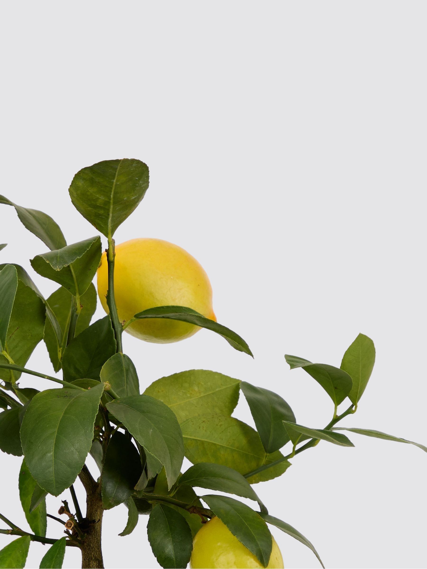 PATCH Pink Vivi Lemon Tree In Dipped Pot - Image 4 of 4 PATCH Pink Vivi Lemon Tree In Dipped Pot - Image 4 of 4