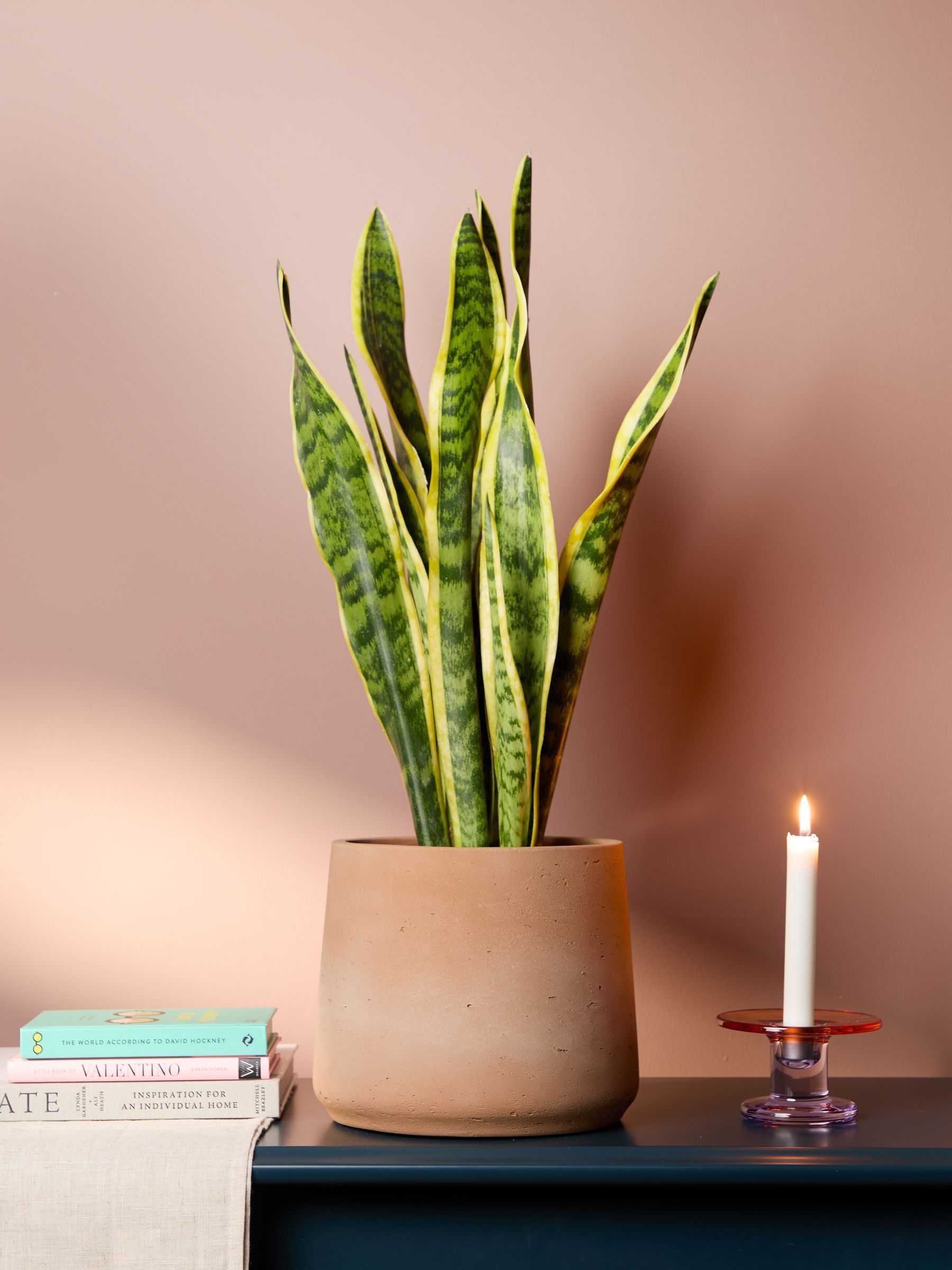 PATCH Washed Susie Snake Plant Medium In Clay Pot - Image 1 of 4