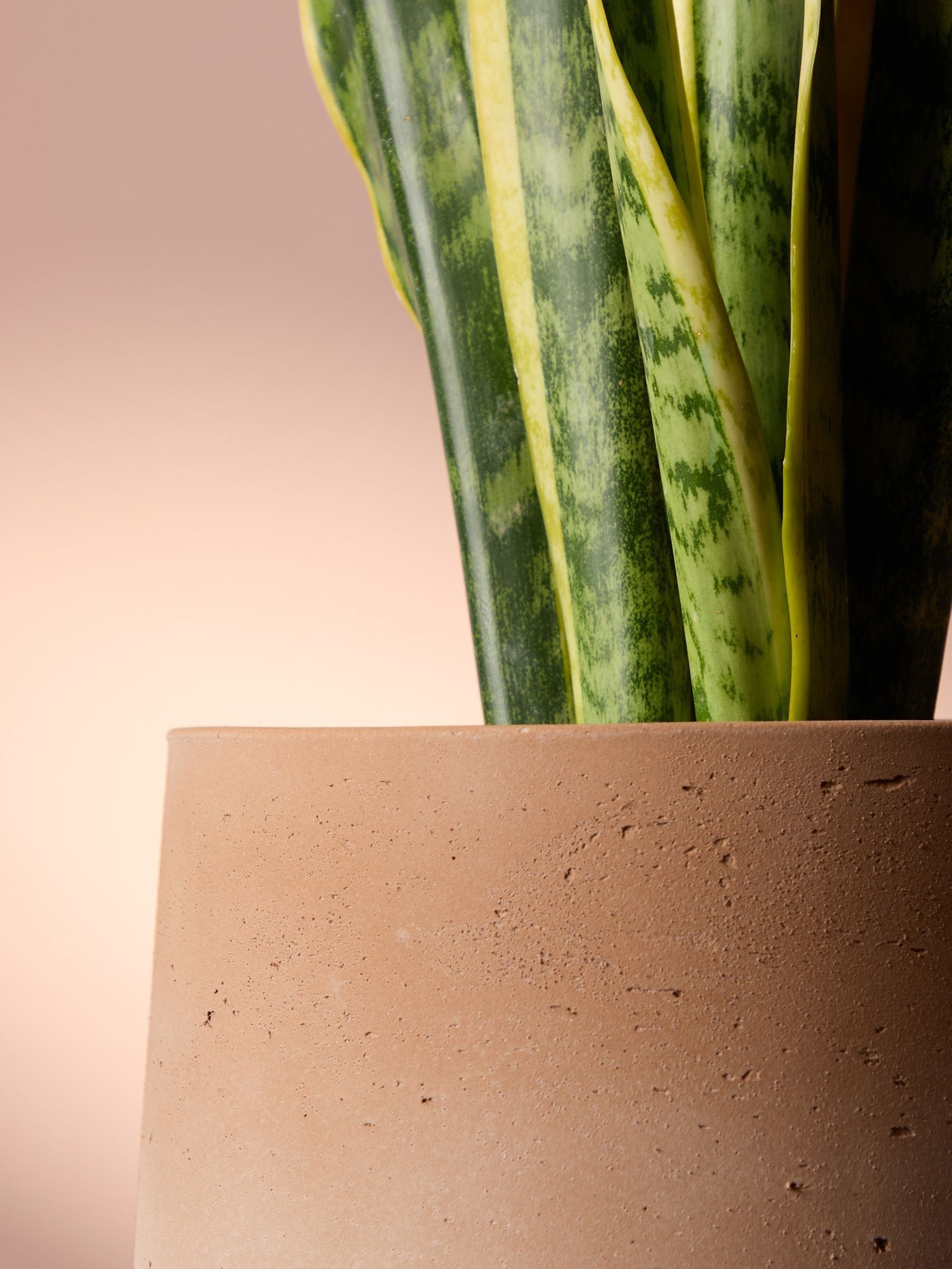 PATCH Washed Susie Snake Plant Medium In Clay Pot - Image 2 of 4