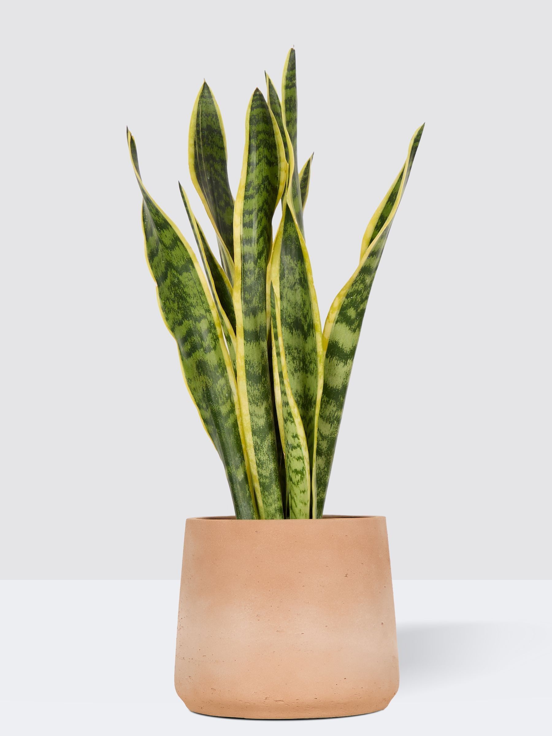 PATCH Washed Susie Snake Plant Medium In Clay Pot - Image 3 of 4
