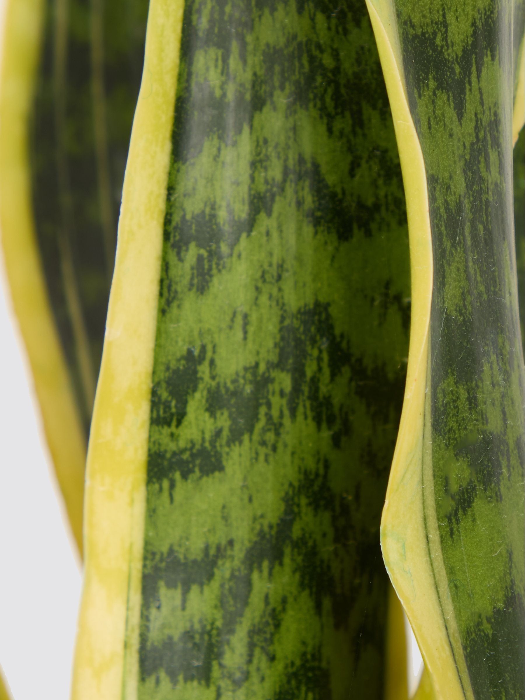 PATCH Washed Susie Snake Plant Medium In Clay Pot - Image 4 of 4