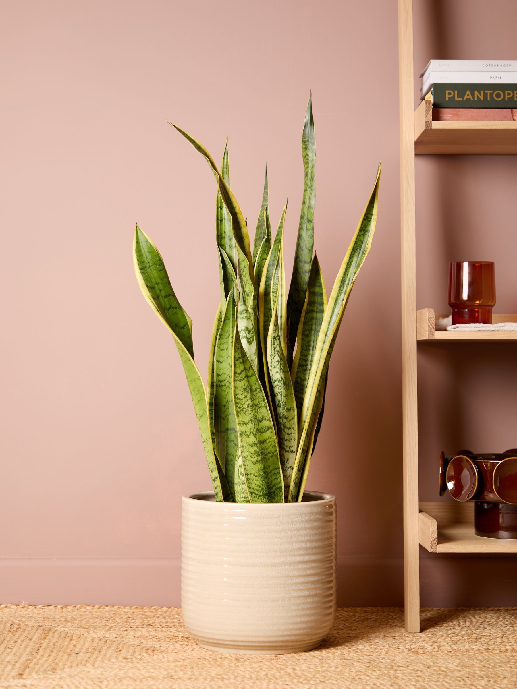 PATCH Cream Susie Snake Plant Large In Ceramic Glazed Pot - Image 1 of 4