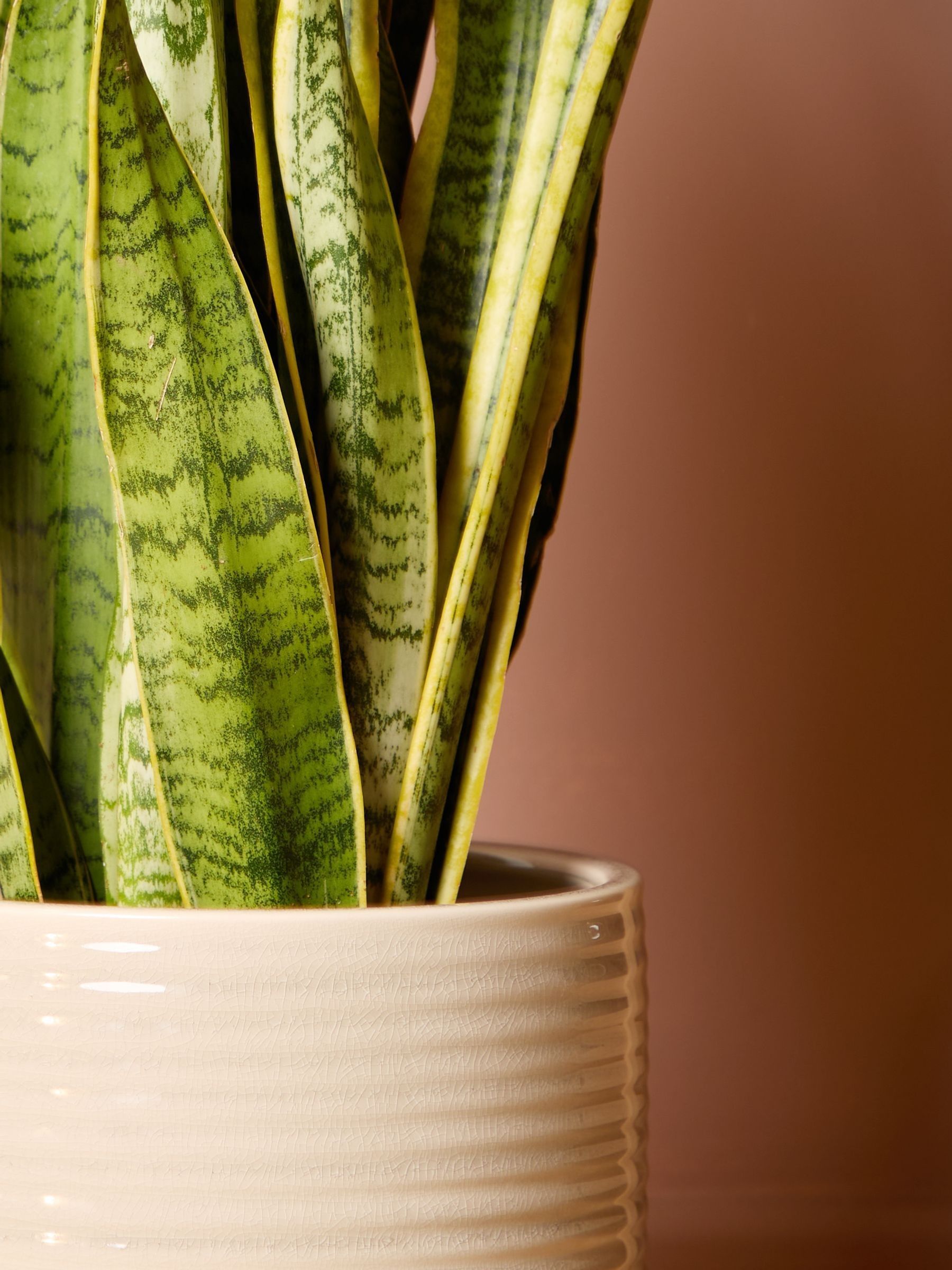 PATCH Cream Susie Snake Plant Large In Ceramic Glazed Pot - Image 2 of 4
