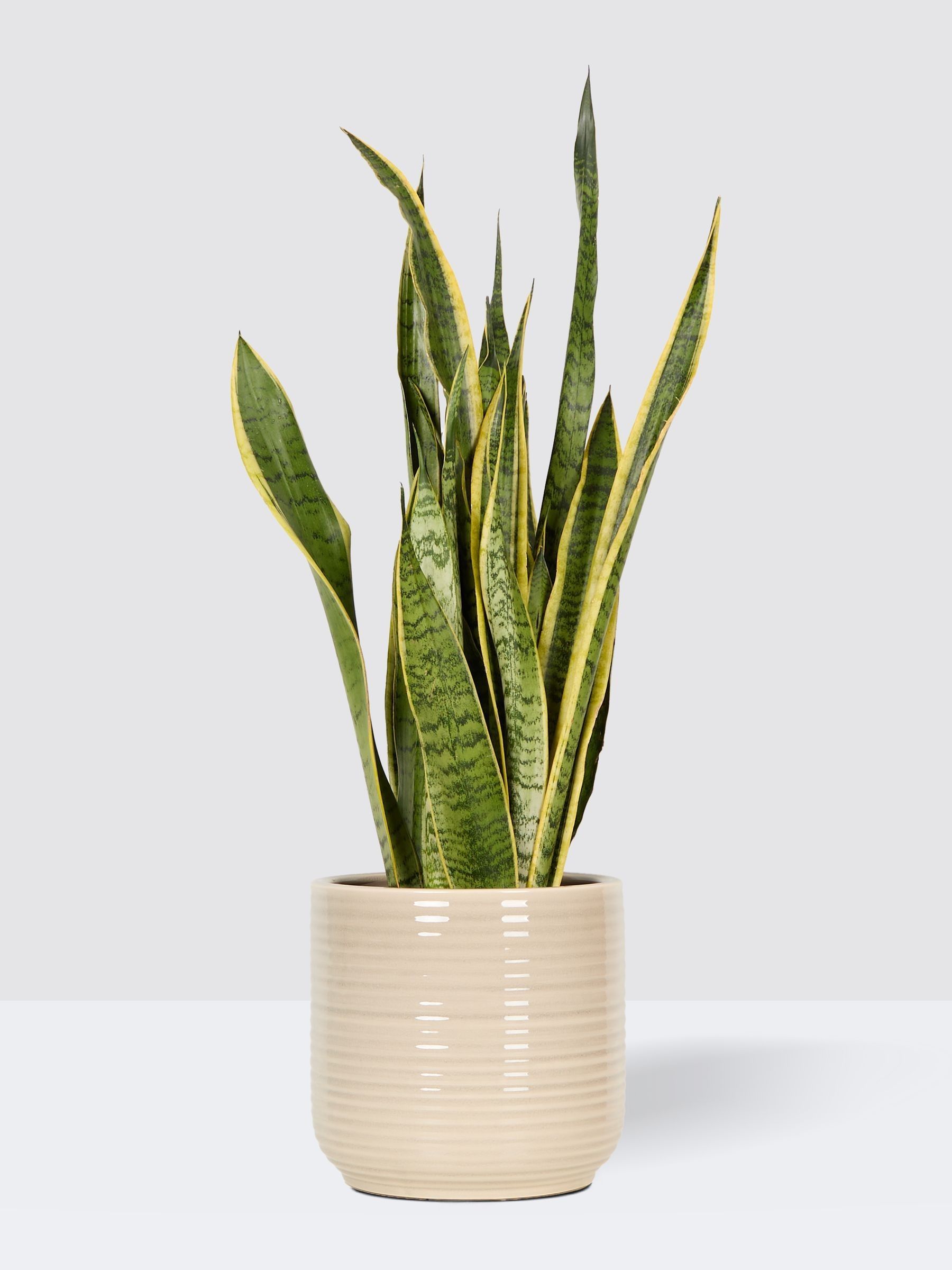 PATCH Cream Susie Snake Plant Large In Ceramic Glazed Pot - Image 3 of 4