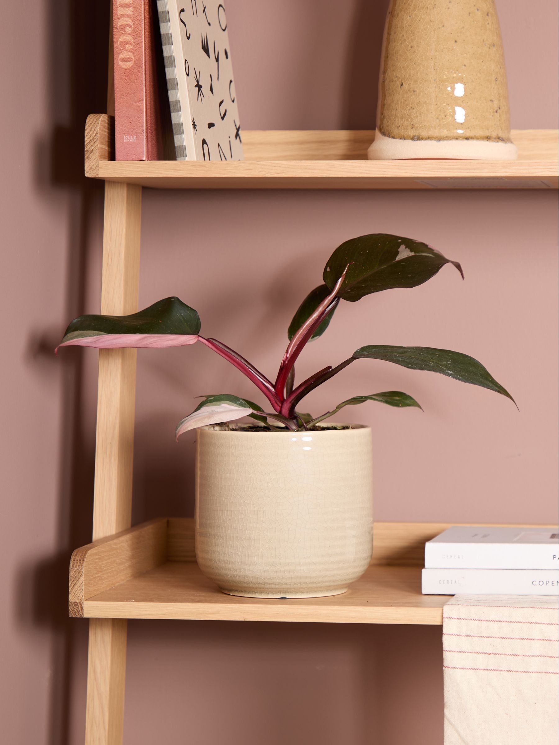 PATCH Cream Tanya Philodendron Plant In Ceramic Glazed Pot - Image 1 of 4