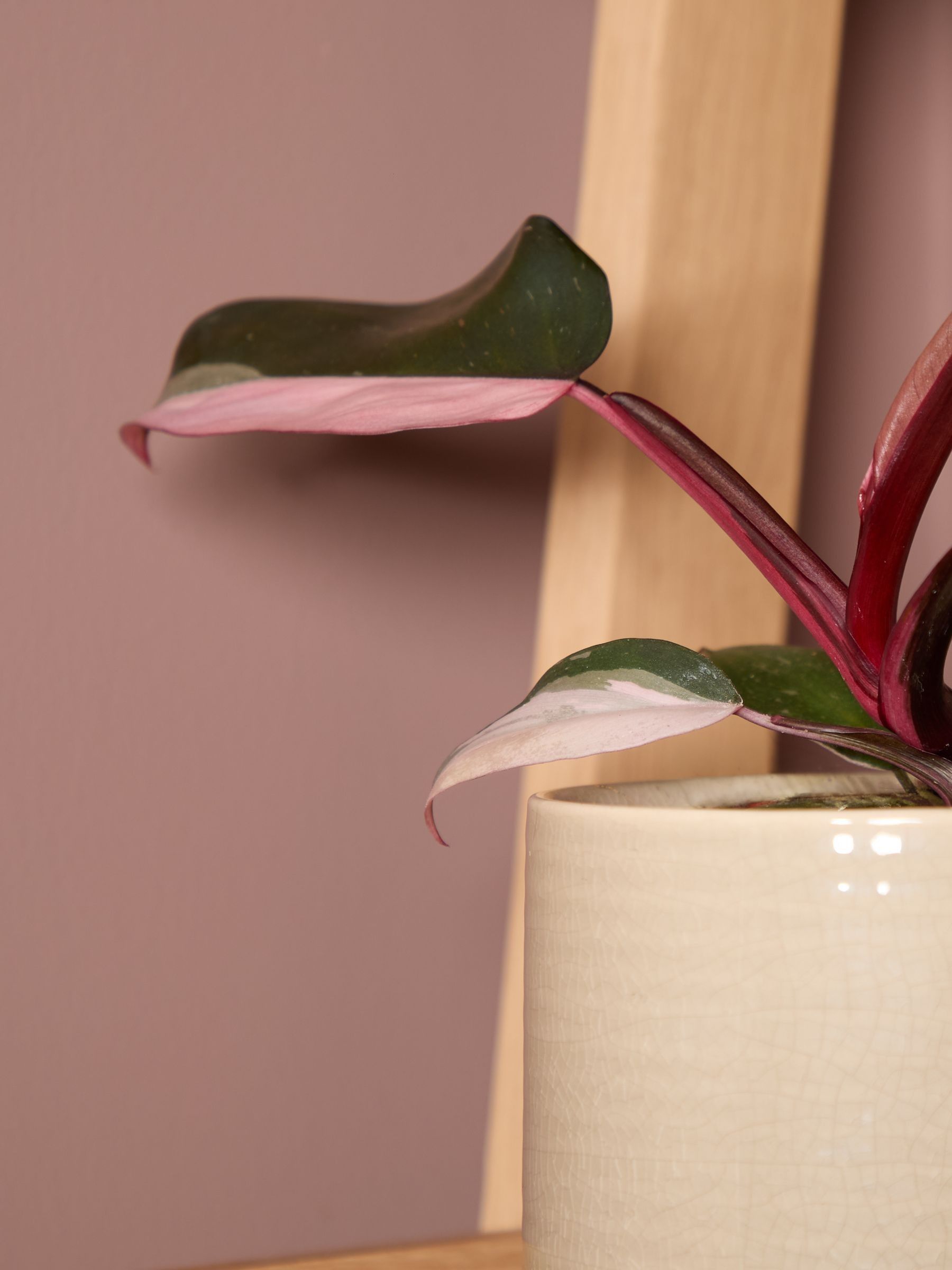 PATCH Cream Tanya Philodendron Plant In Ceramic Glazed Pot - Image 2 of 4
