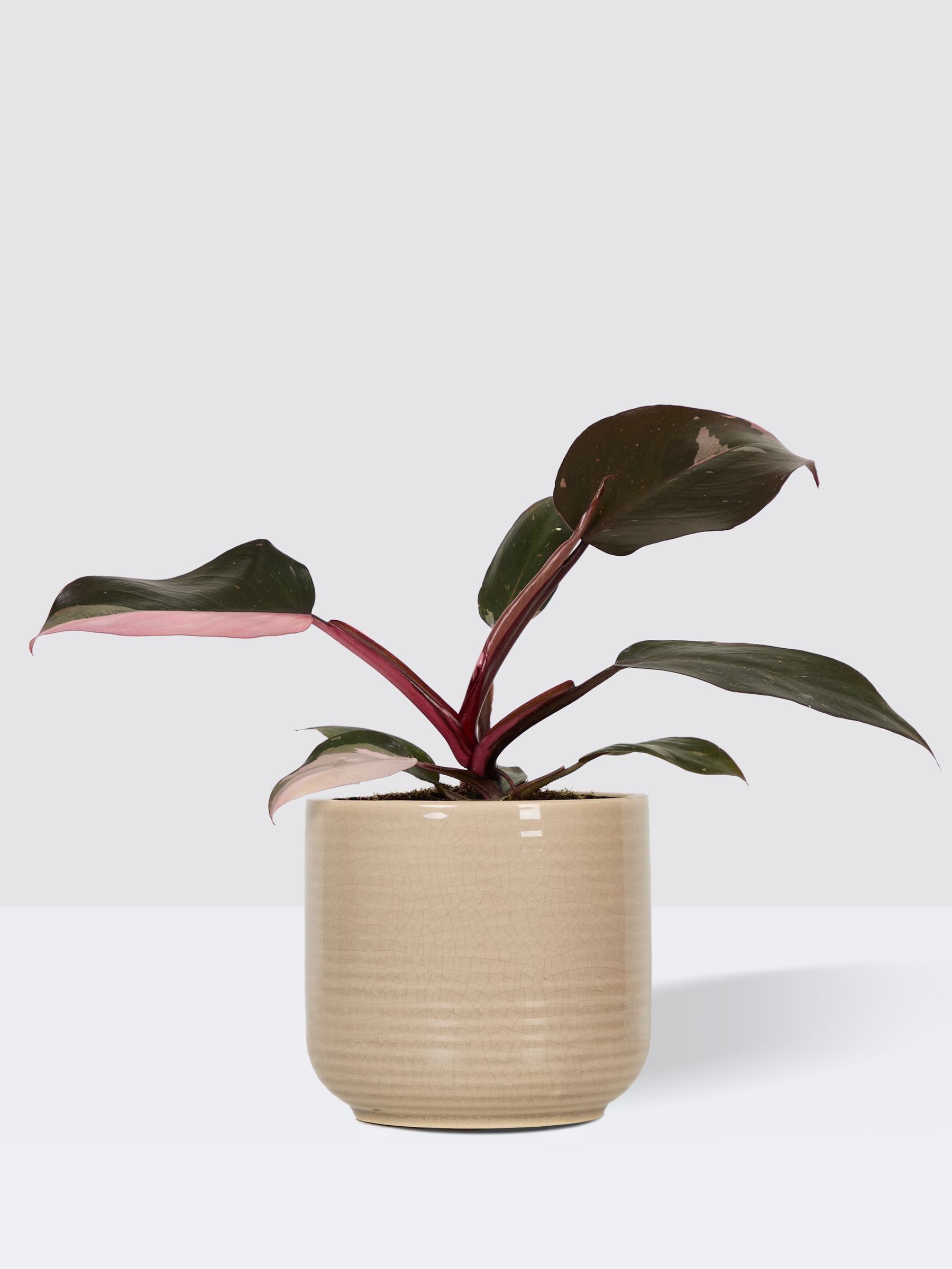 PATCH Cream Tanya Philodendron Plant In Ceramic Glazed Pot - Image 3 of 4