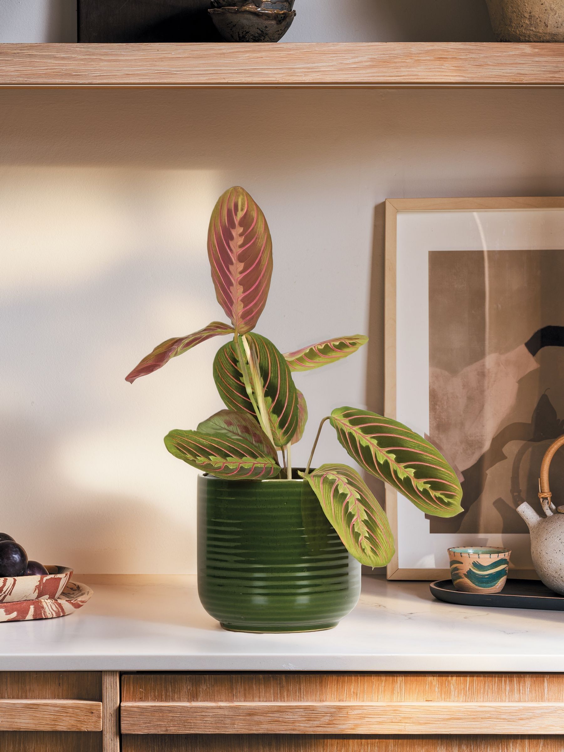 PATCH Green Jane Prayer Plant In Ceramic Glazed Pot - Image 1 of 3