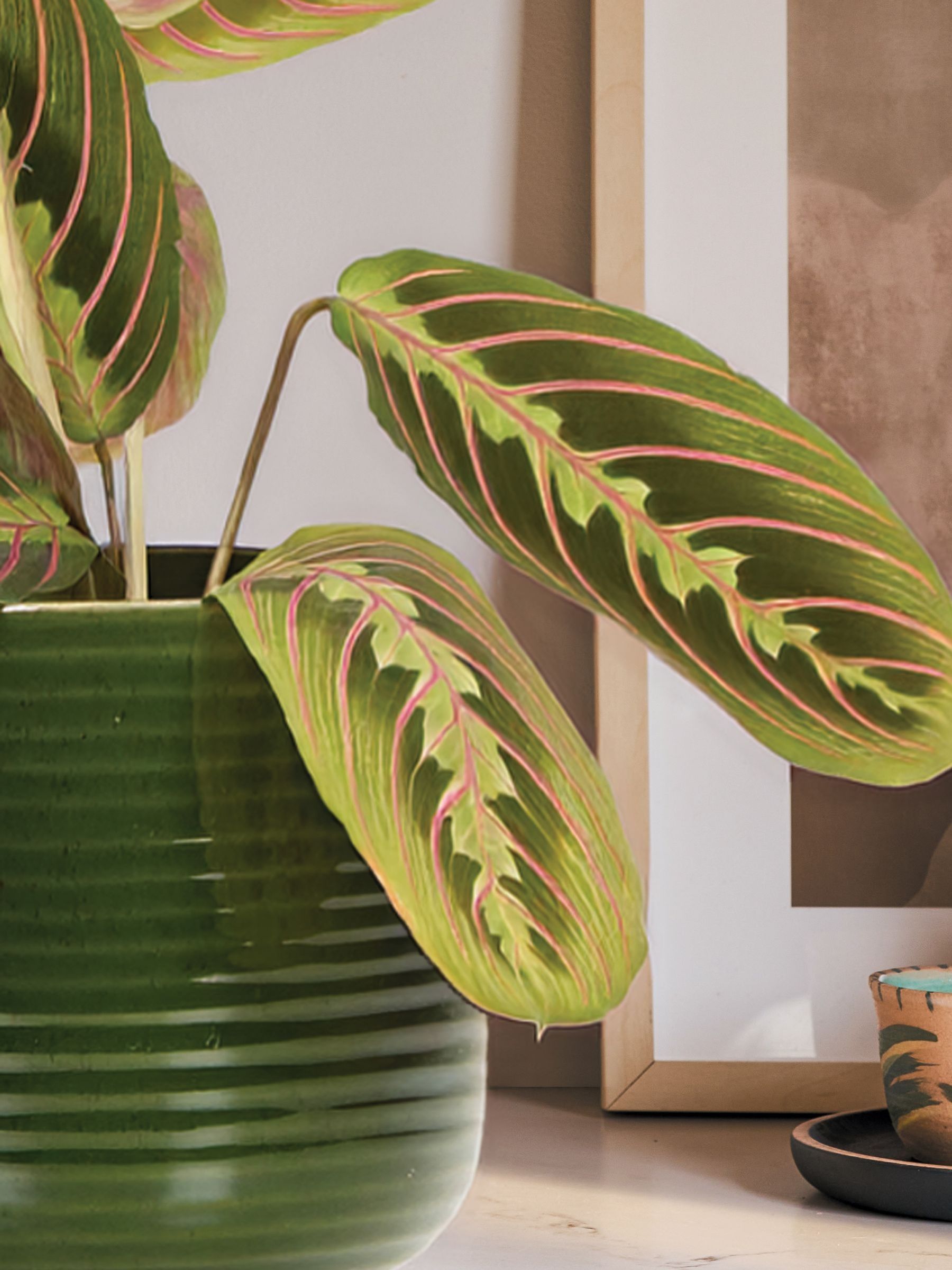 PATCH Green Jane Prayer Plant In Ceramic Glazed Pot - Image 2 of 3