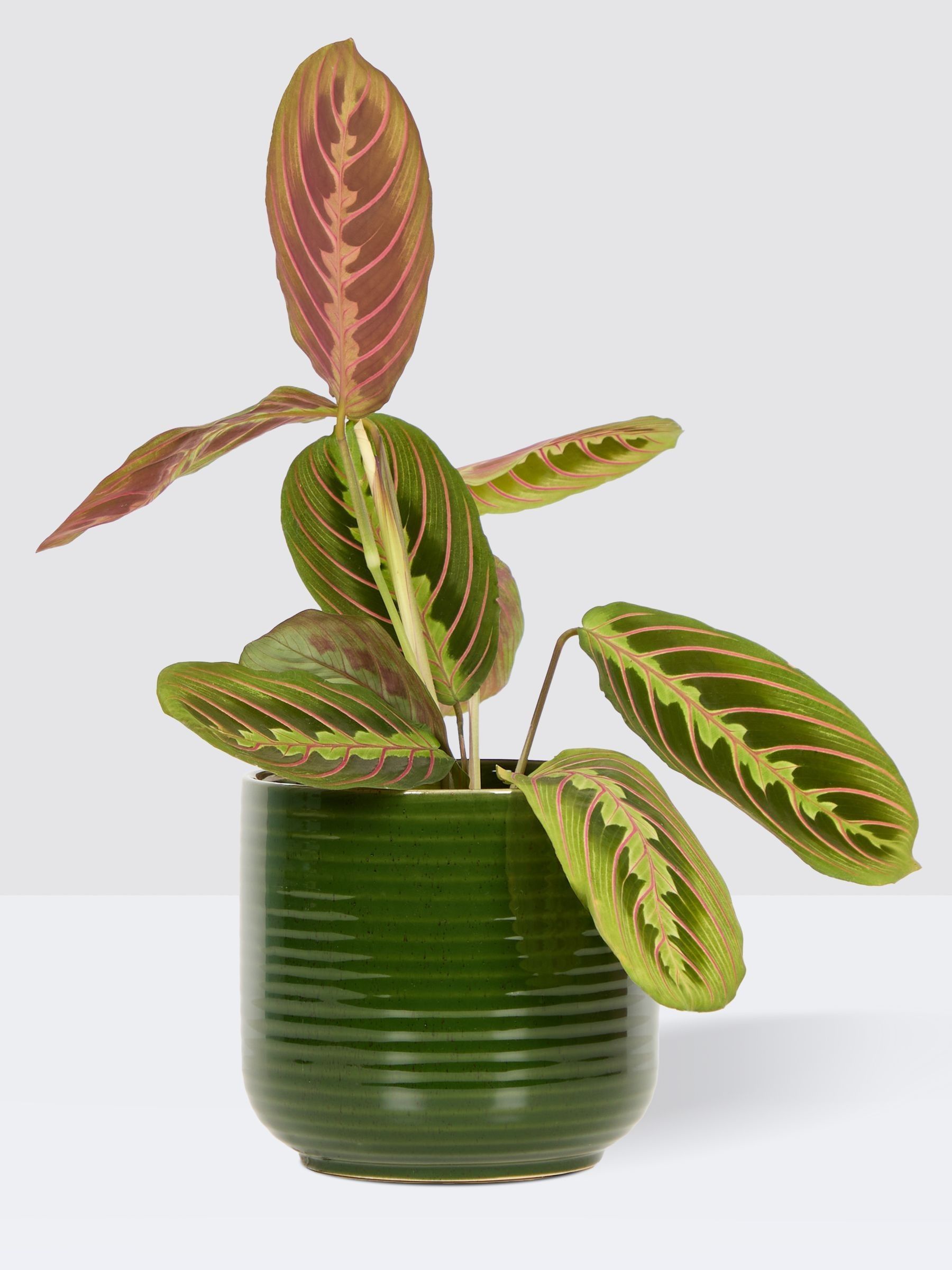 PATCH Green Jane Prayer Plant In Ceramic Glazed Pot - Image 3 of 3
