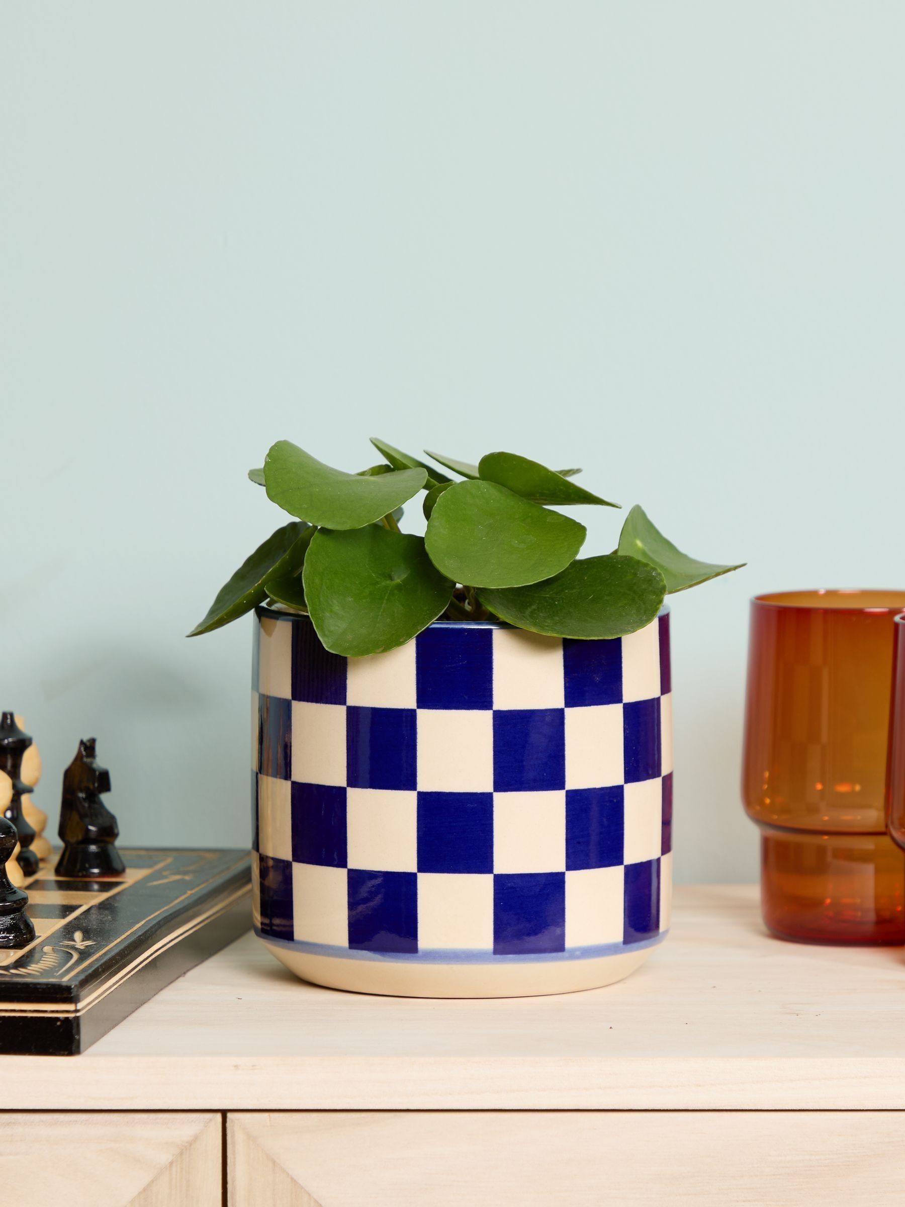 PATCH Cobalt Penny Chinese Money Plant In 'Chess' Pot - Image 1 of 4 PATCH Cobalt Penny Chinese Money Plant In 'Chess' Pot - Image 1 of 4