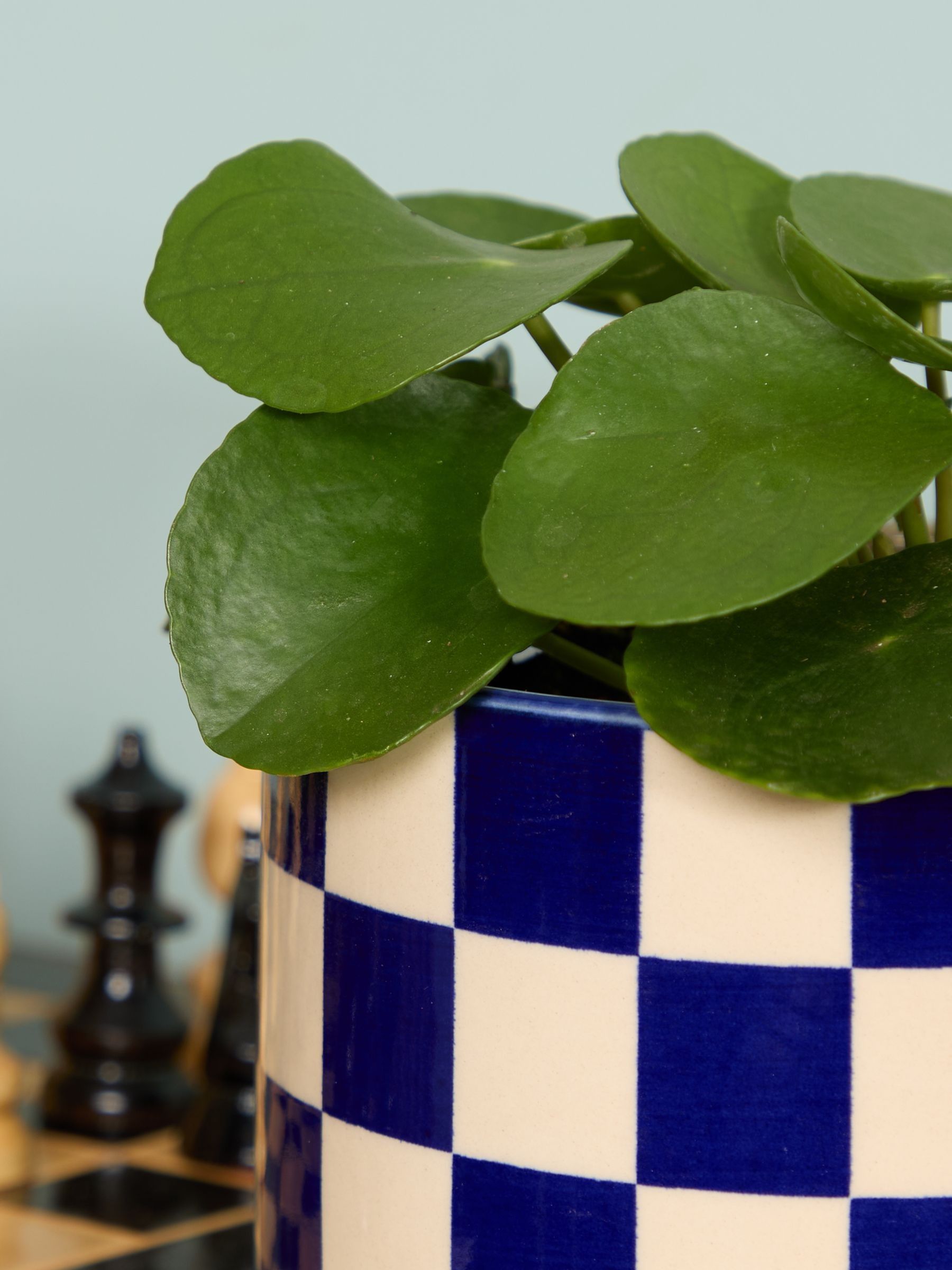 PATCH Cobalt Penny Chinese Money Plant In 'Chess' Pot - Image 2 of 4